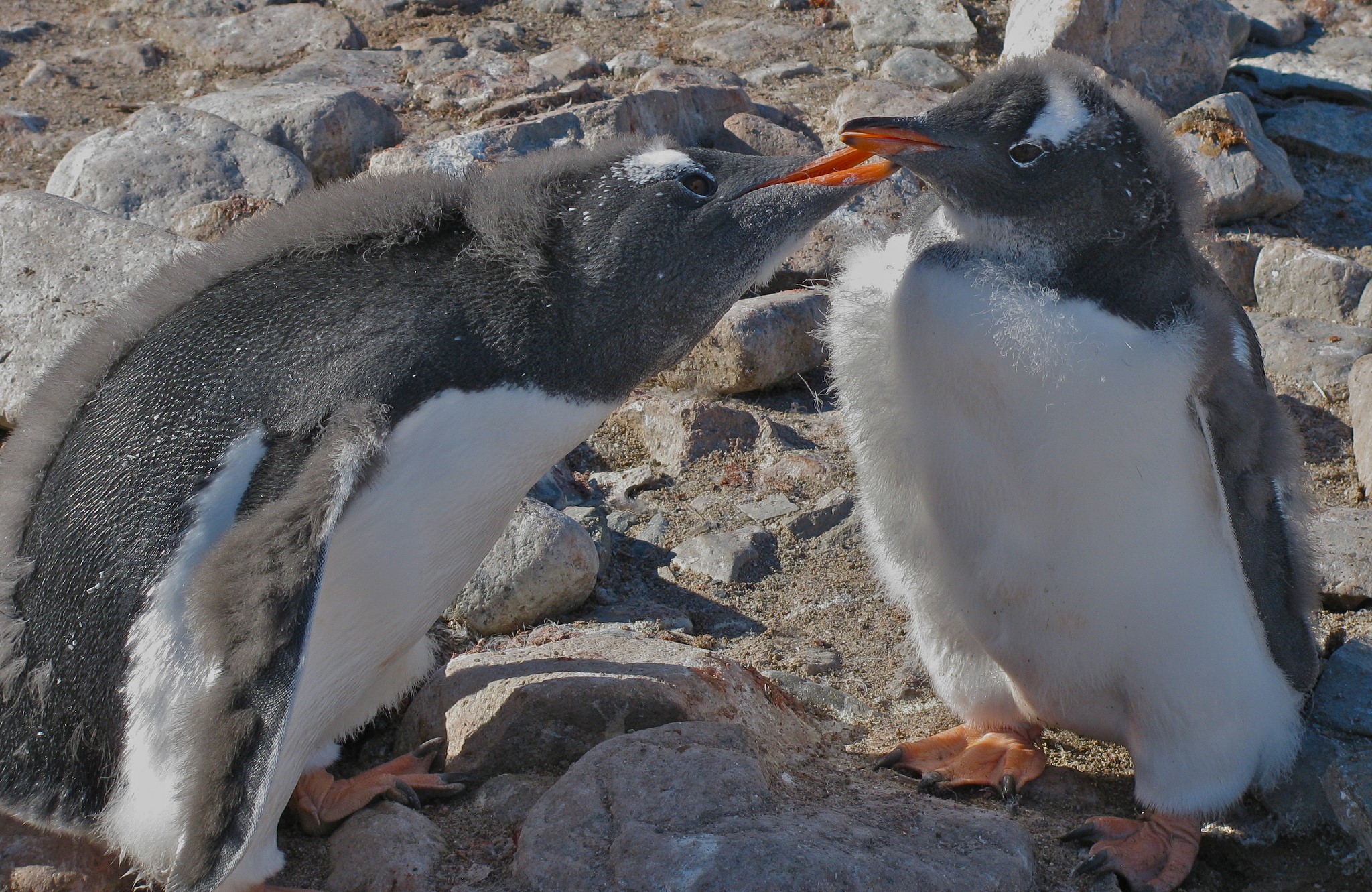 Two young penguins interacting on rocky ground HD Wallpaper