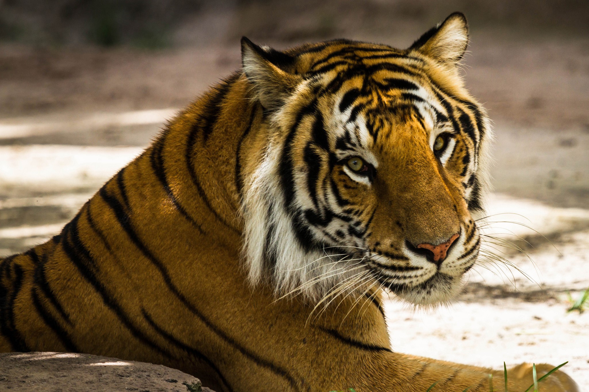 Tiger lying down and looking to the side HD Wallpaper
