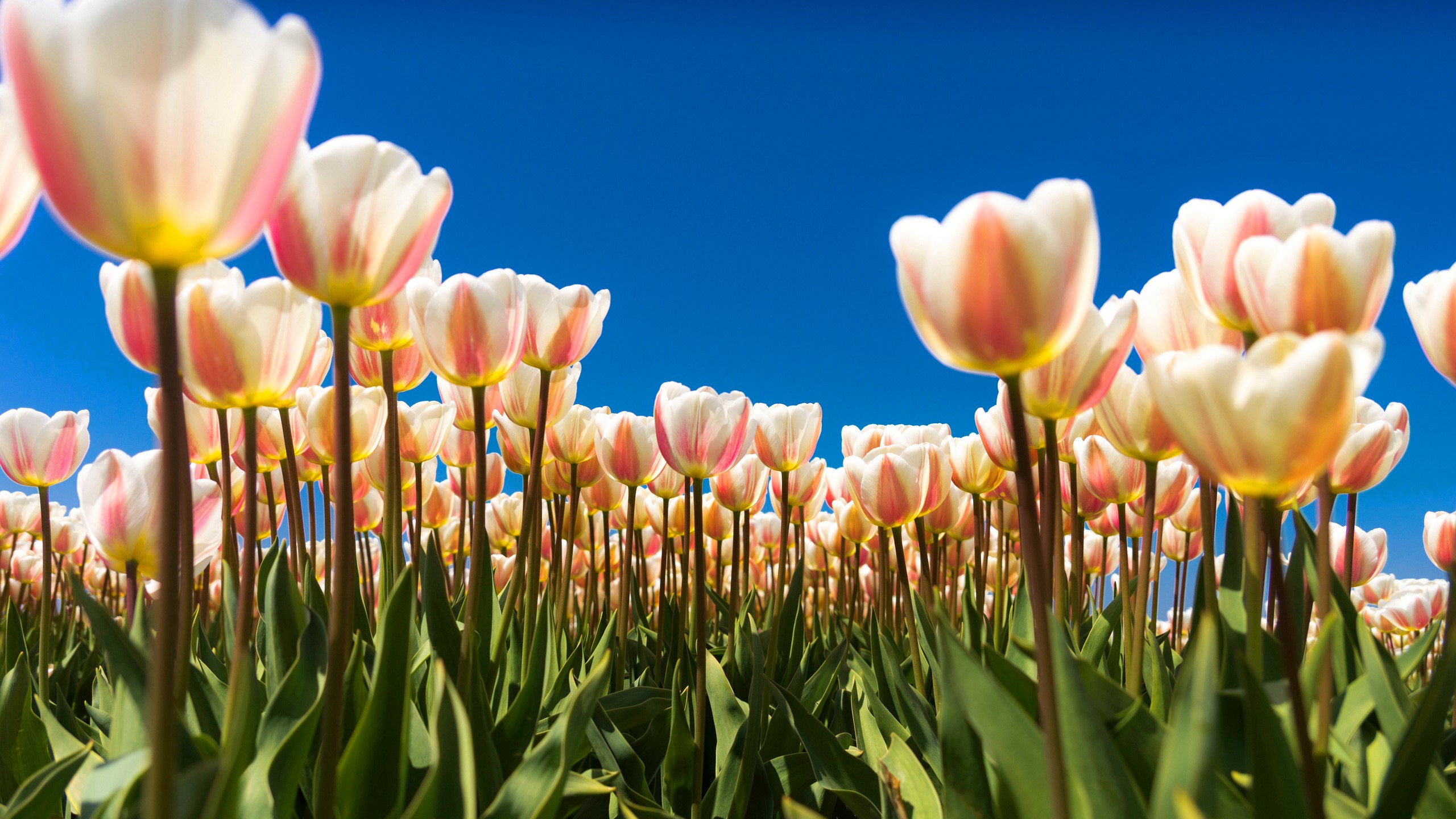 Field of white and pink tulips under a blue sky HD Wallpaper