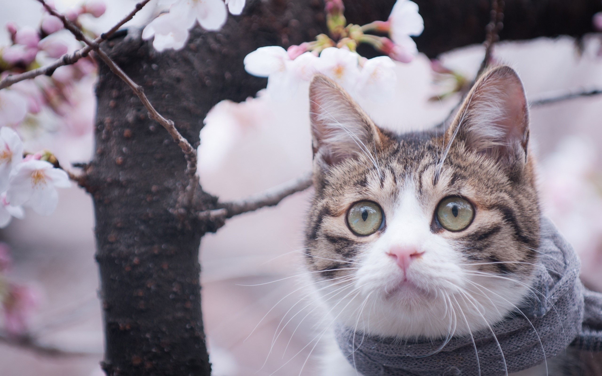 Tabby cat with green eyes and scarf near cherry blossoms HD Wallpaper