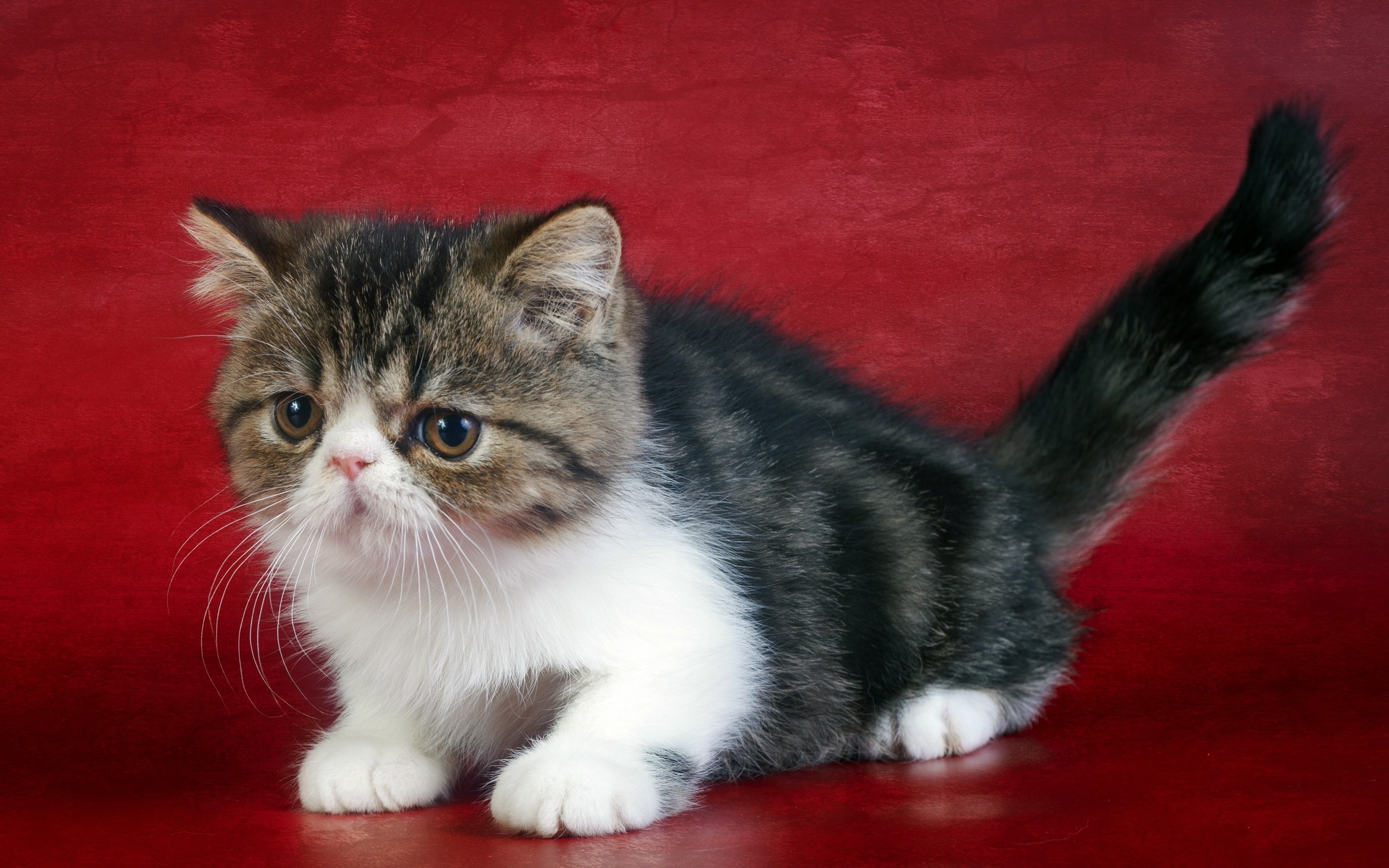 Exotic Shorthair Kitten with Tabby Markings HD Wallpaper