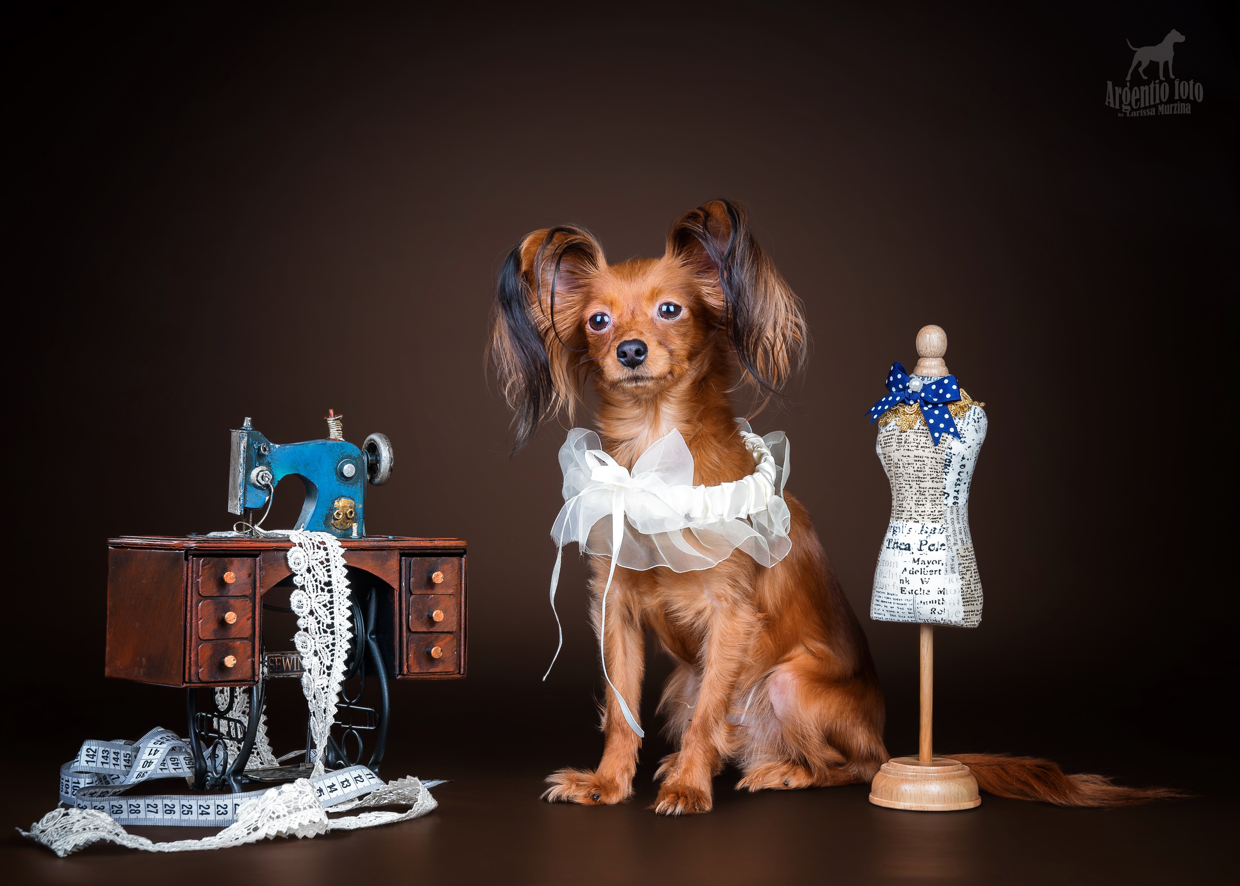 Russian toy terrier with sewing accessories HD Wallpaper