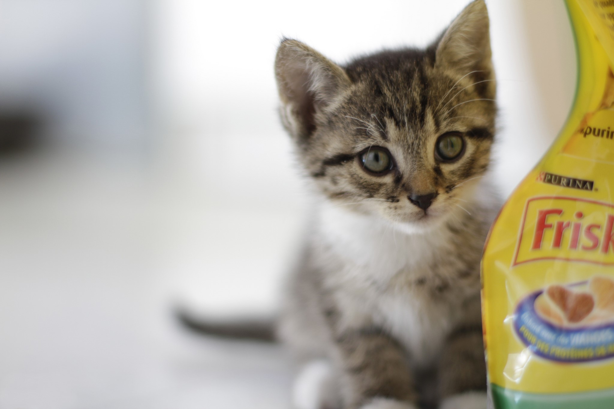 Kitten sitting next to Friskies cat food bag HD Wallpaper