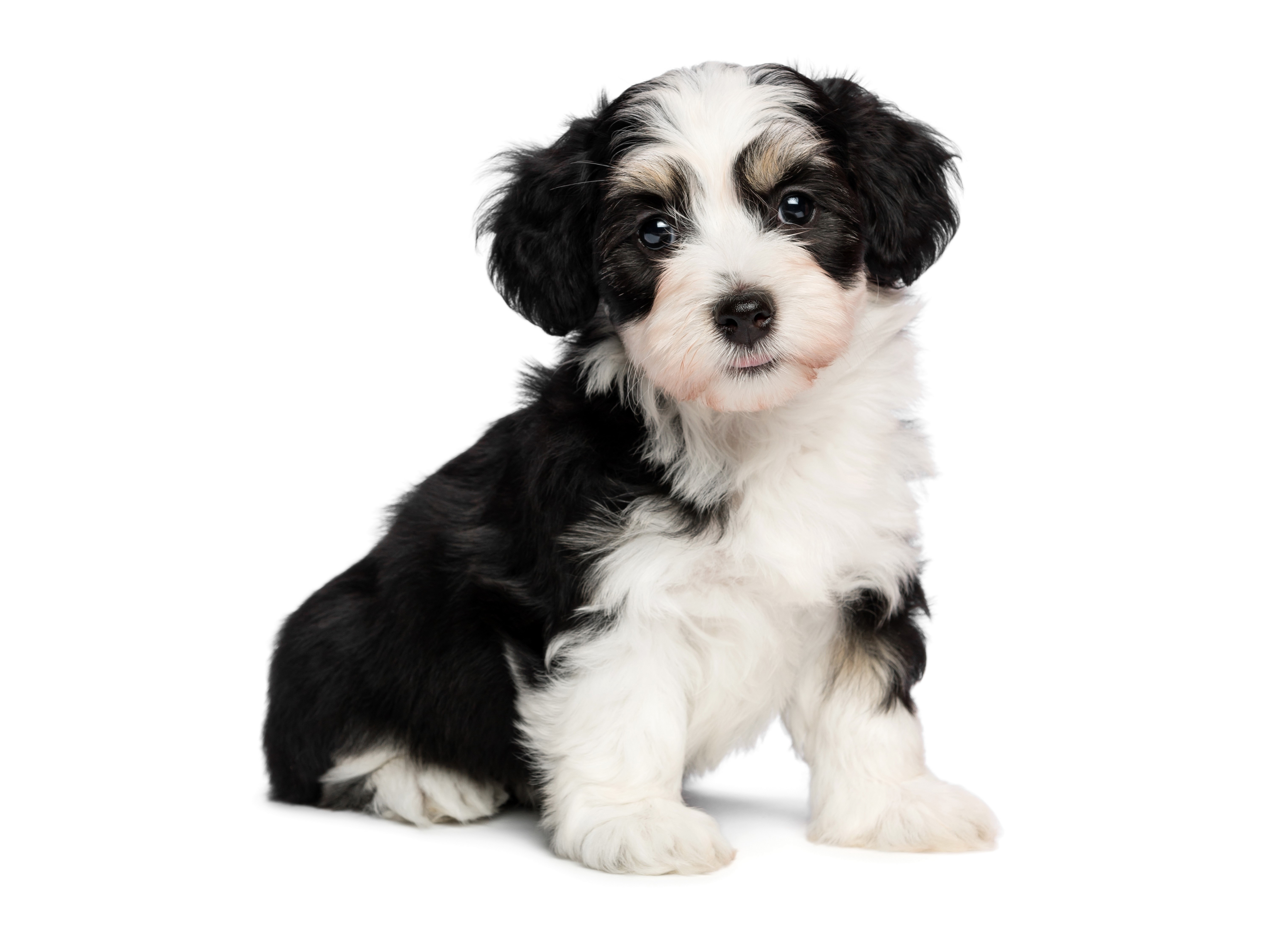 Tricolor Havanese Puppy HD Wallpaper