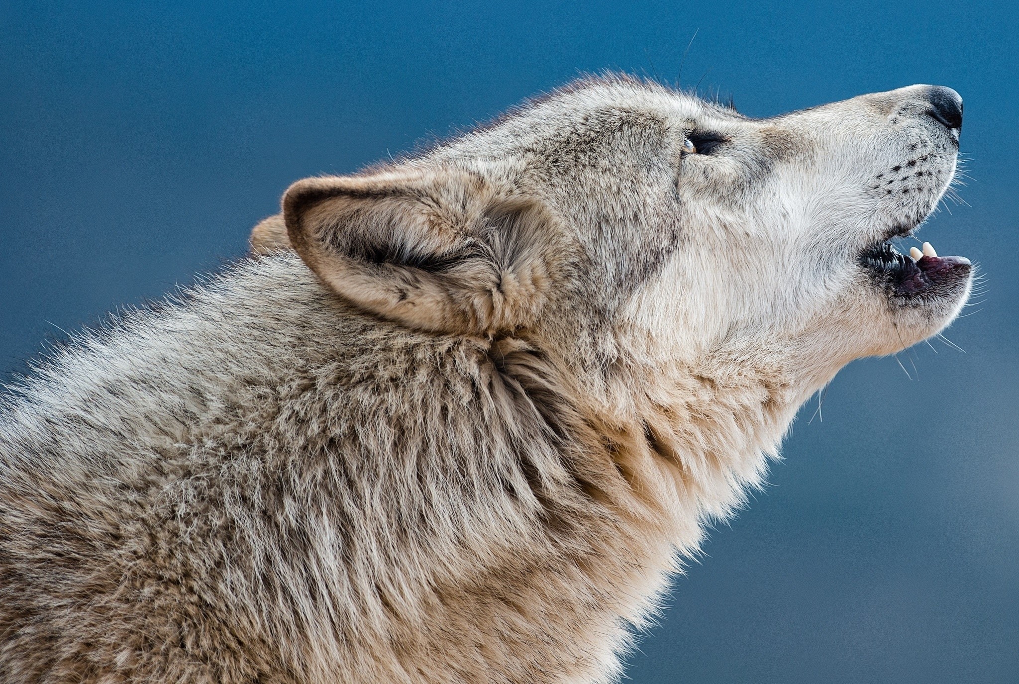 Close-up of a wolf howling HD Wallpaper
