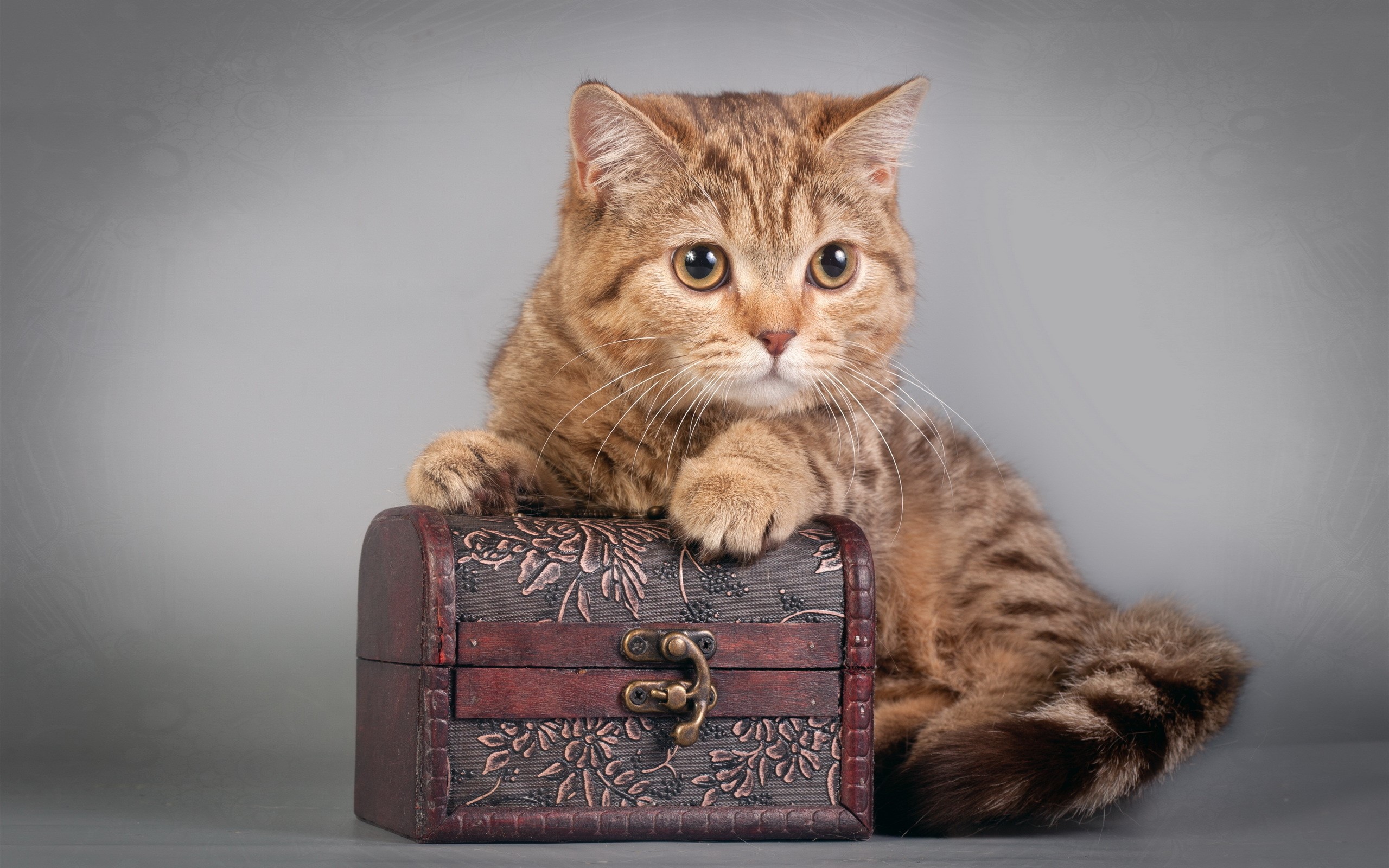 Tabby cat on a treasure chest HD Wallpaper