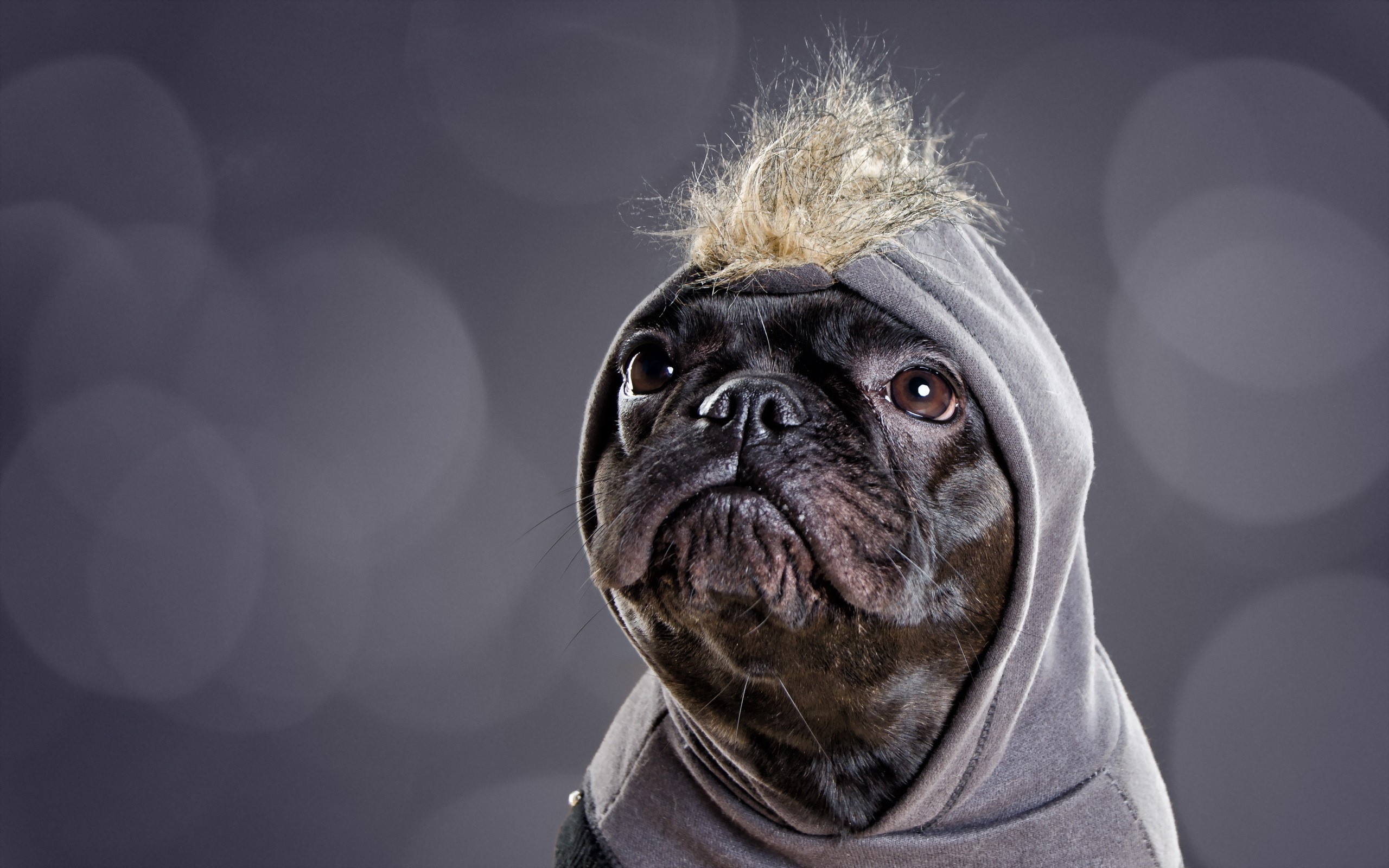 Black pug wearing a grey hoodie with fur trim HD Wallpaper