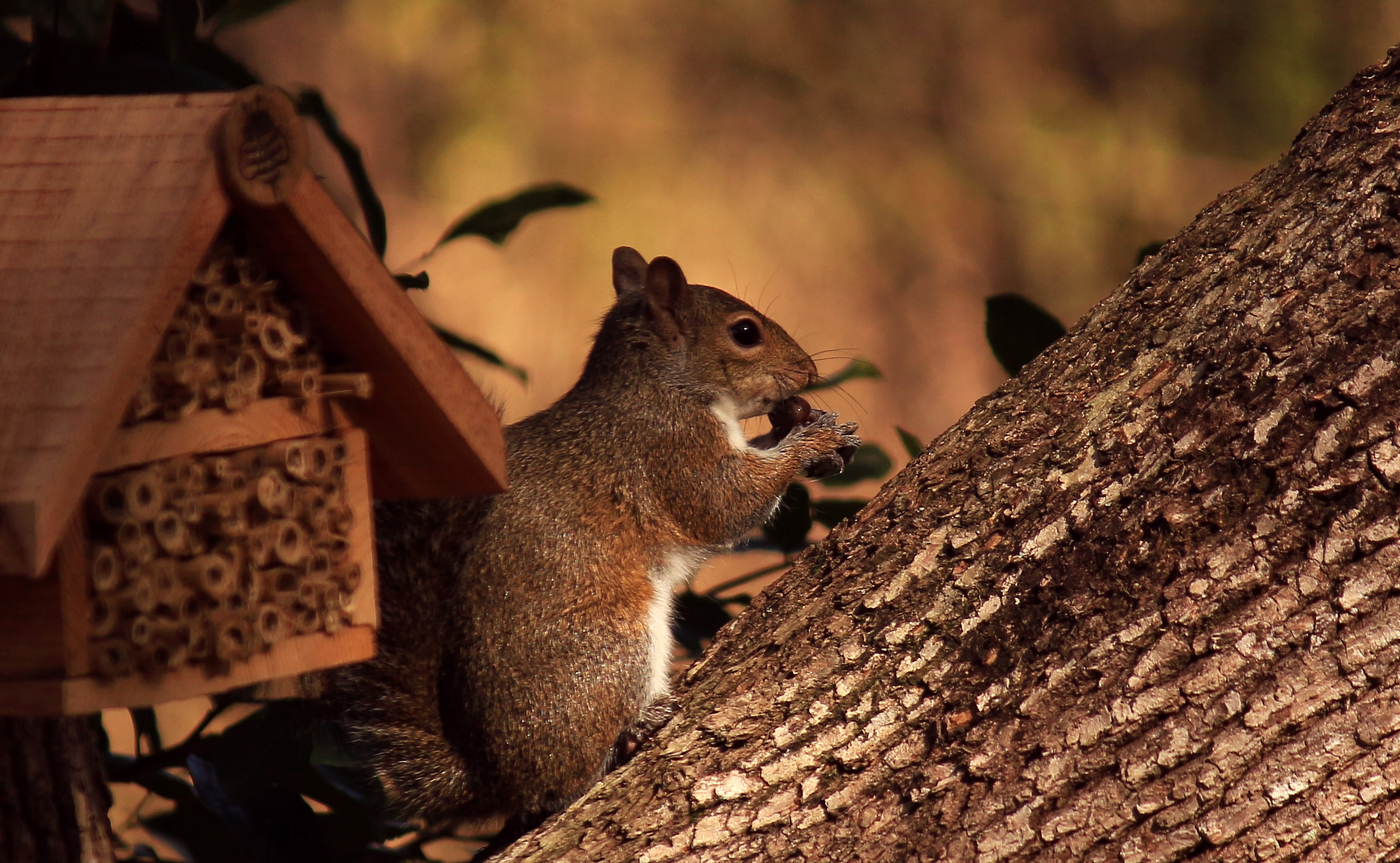 Squirrel eating a nut near a bee hotel HD Wallpaper
