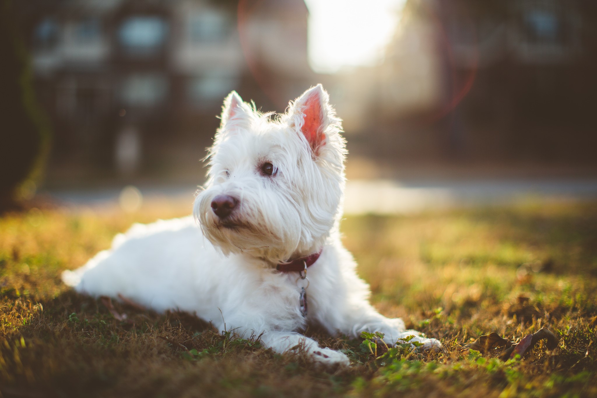West Highland White Terrier lying on grass HD Wallpaper