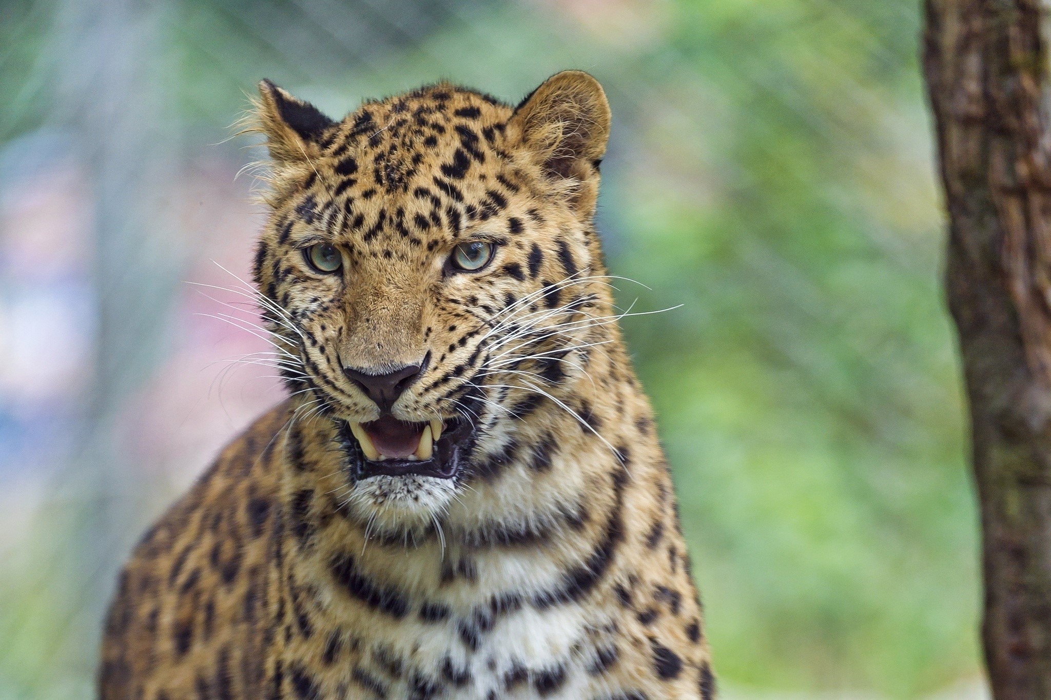 Leopard with mouth open and sharp teeth HD Wallpaper
