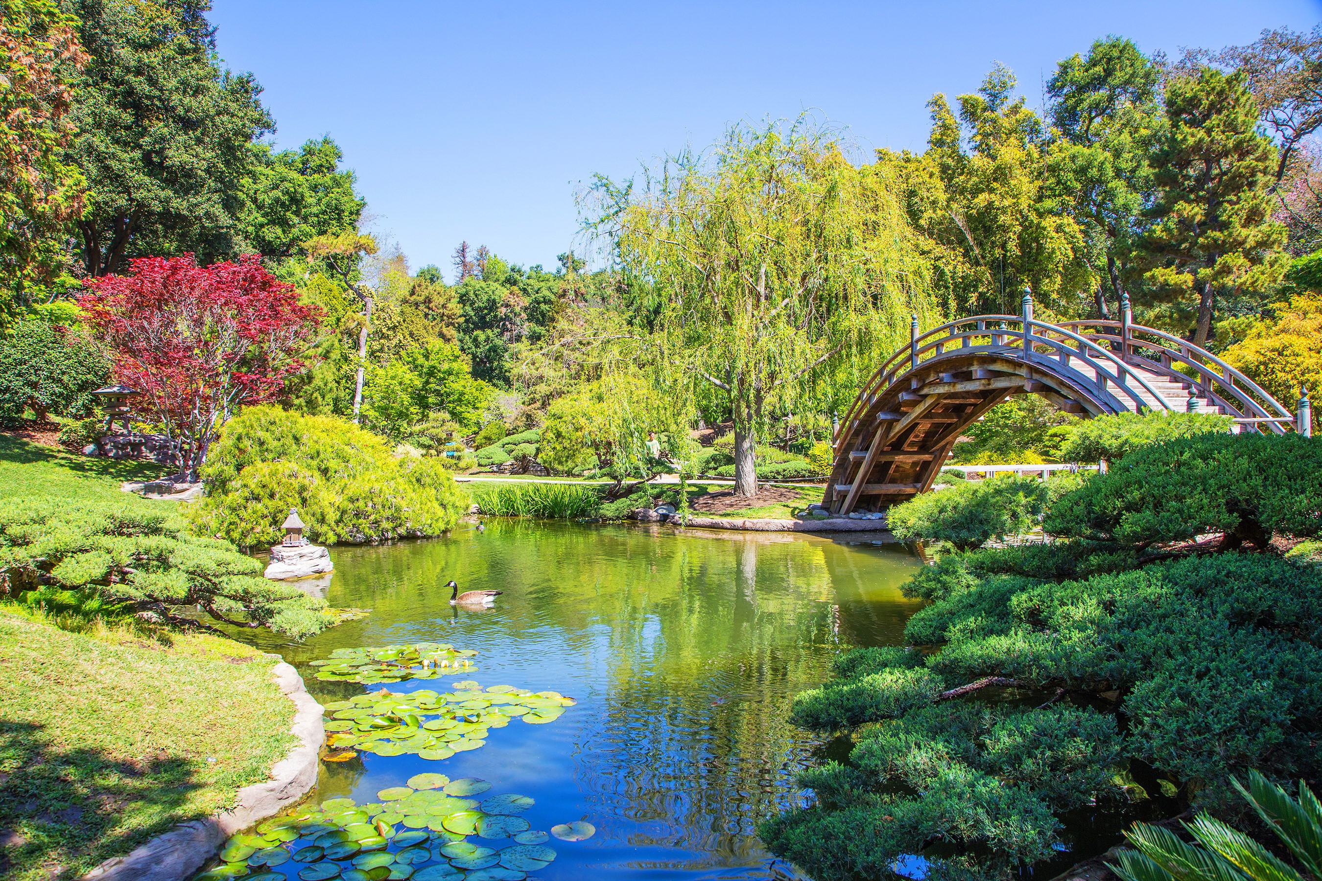 Japanese Garden with Pond and Wooden Bridge in San Marino, California HD Wallpaper