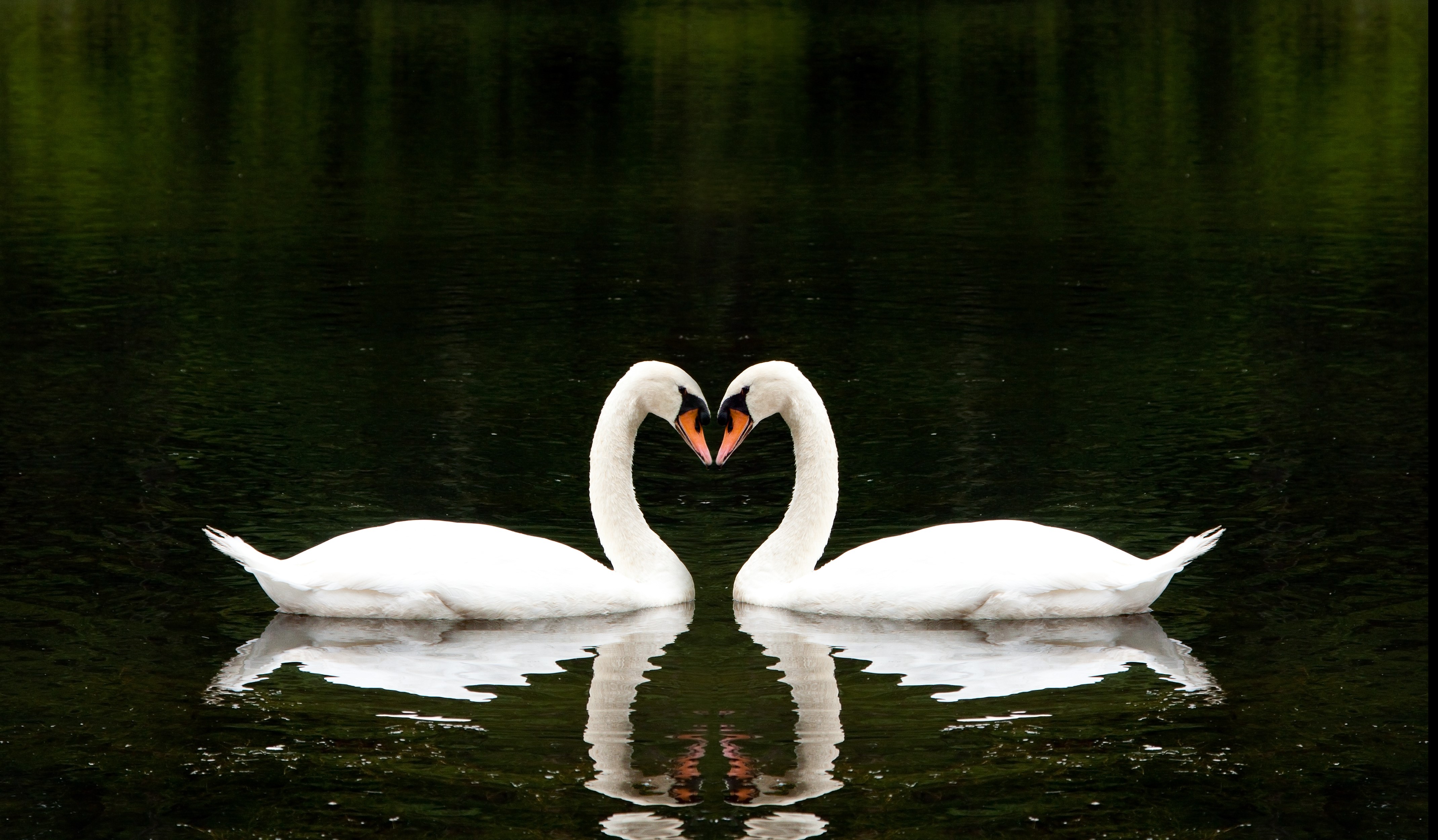 Two Swans Forming a Heart Shape on Water HD Wallpaper