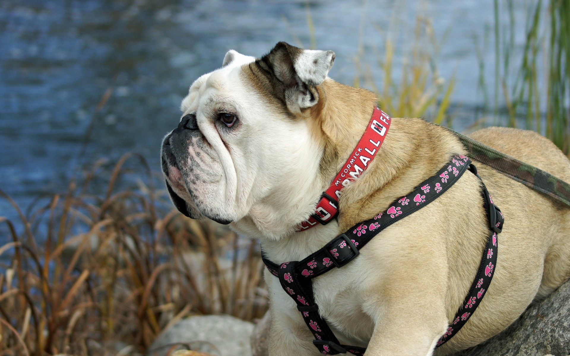English Bulldog wearing a red collar and harness HD Wallpaper