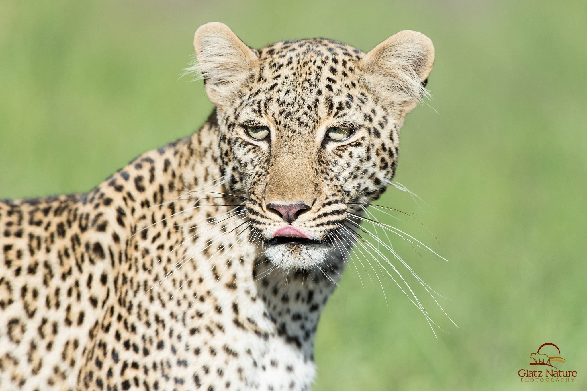 Leopard with tongue sticking out HD Wallpaper