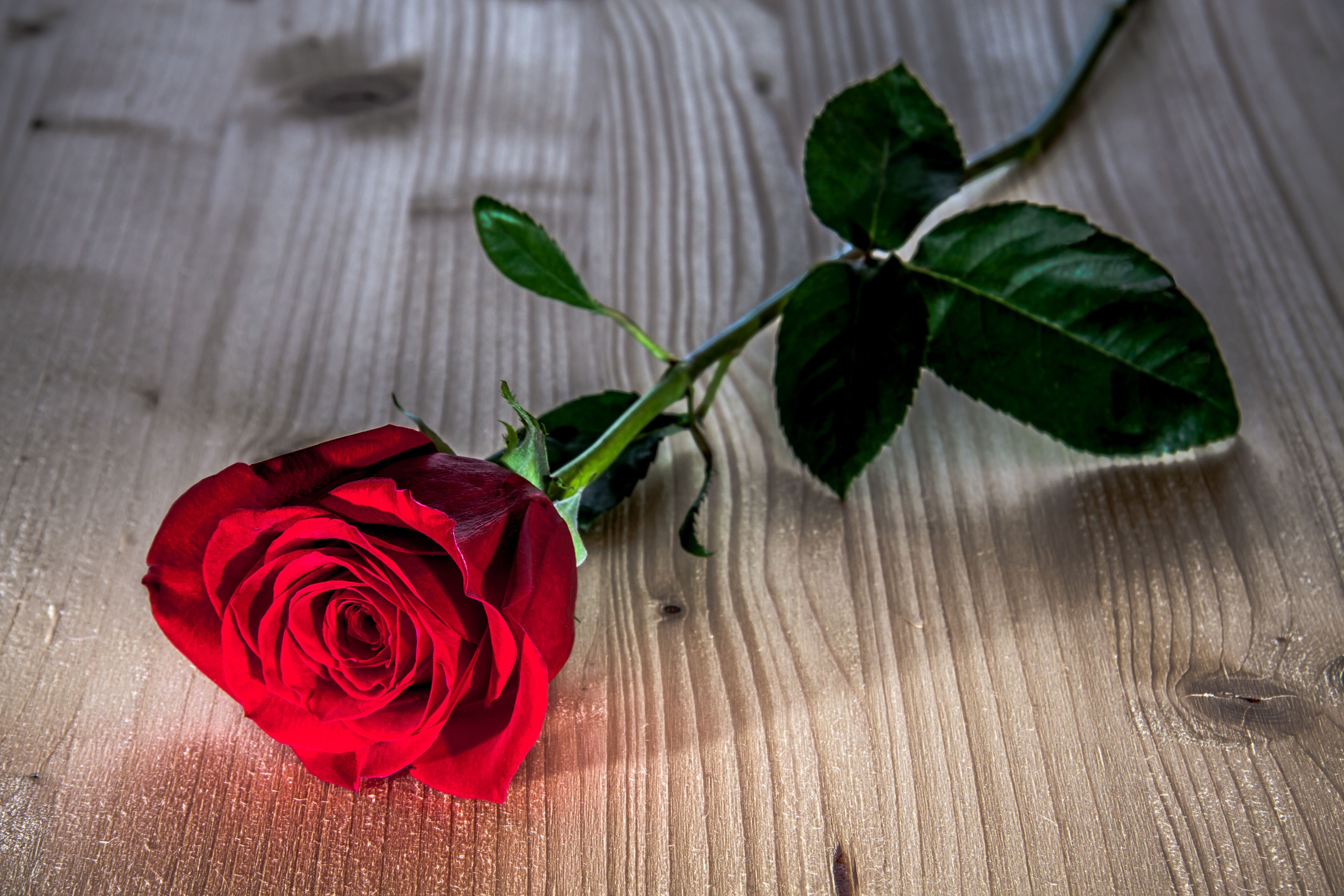 Red rose on a wooden surface HD Wallpaper