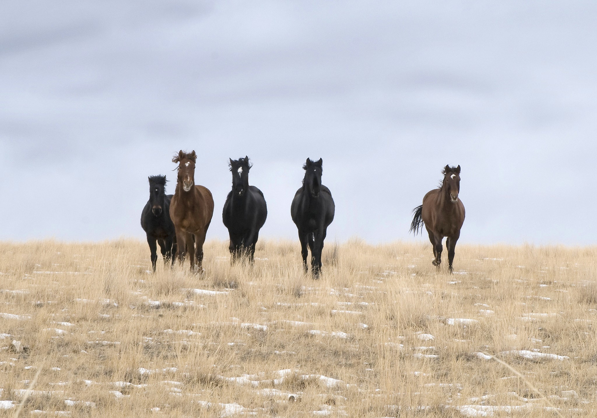 Five horses running across a dry, grassy field HD Wallpaper