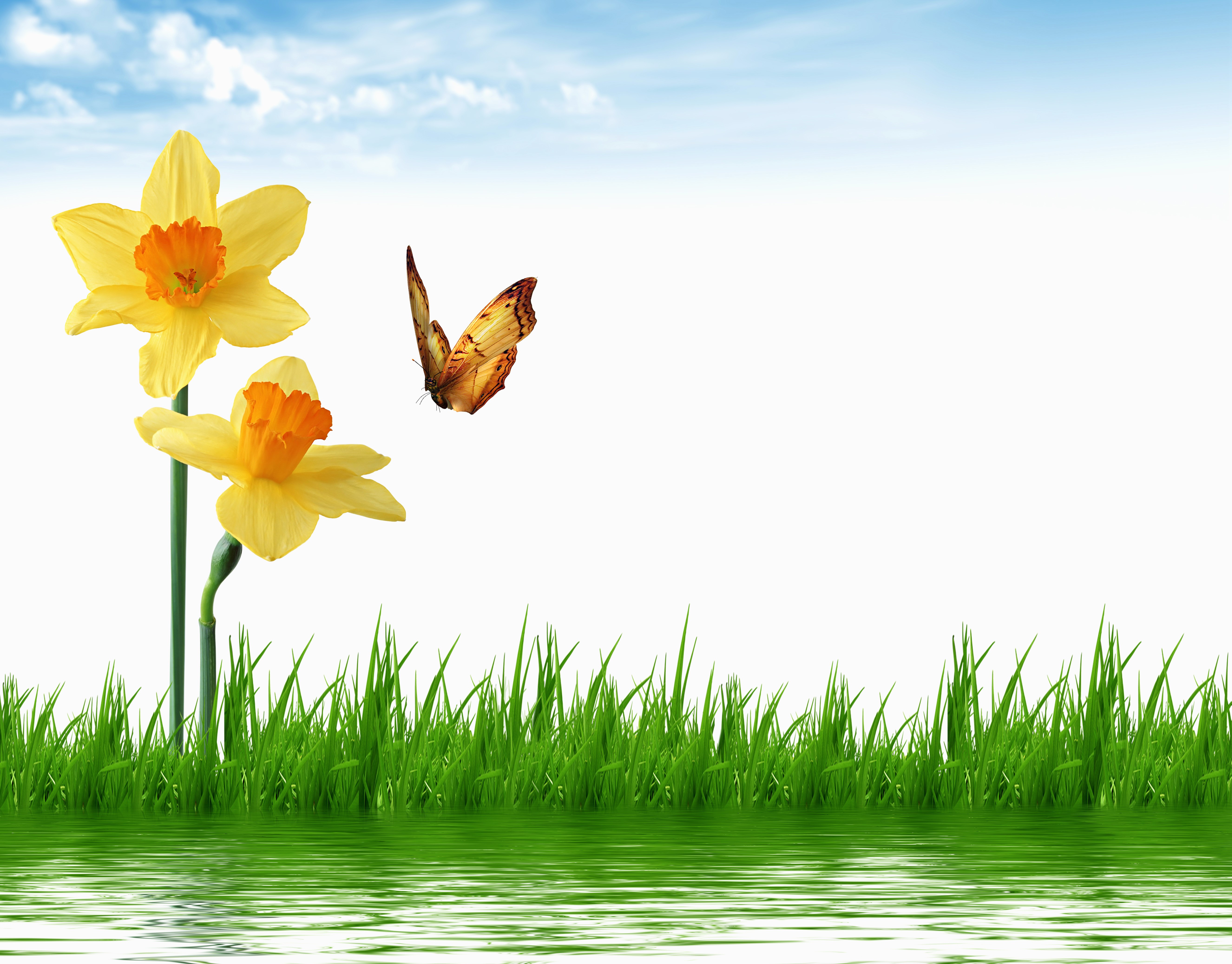 Daffodils and Butterfly with Water and Grass HD Wallpaper