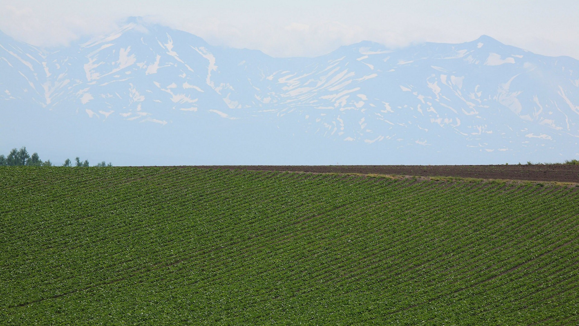 Green field with snow-capped mountains in the background HD Wallpaper