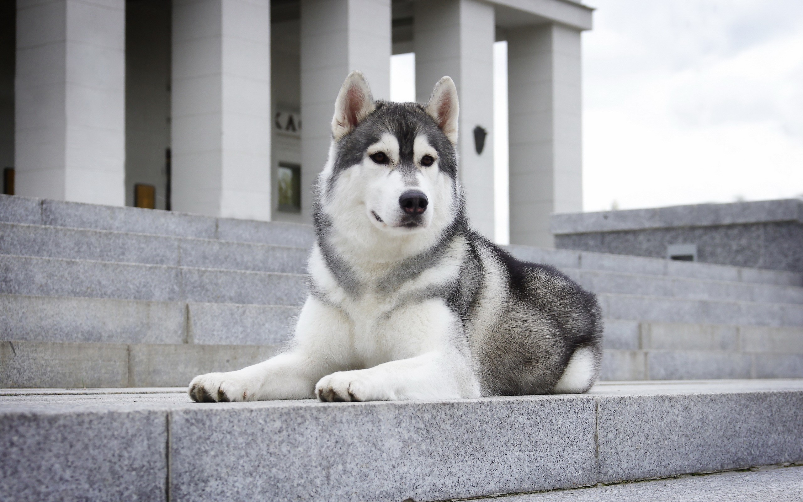 Husky dog lying on stone stairs in front of a building HD Wallpaper