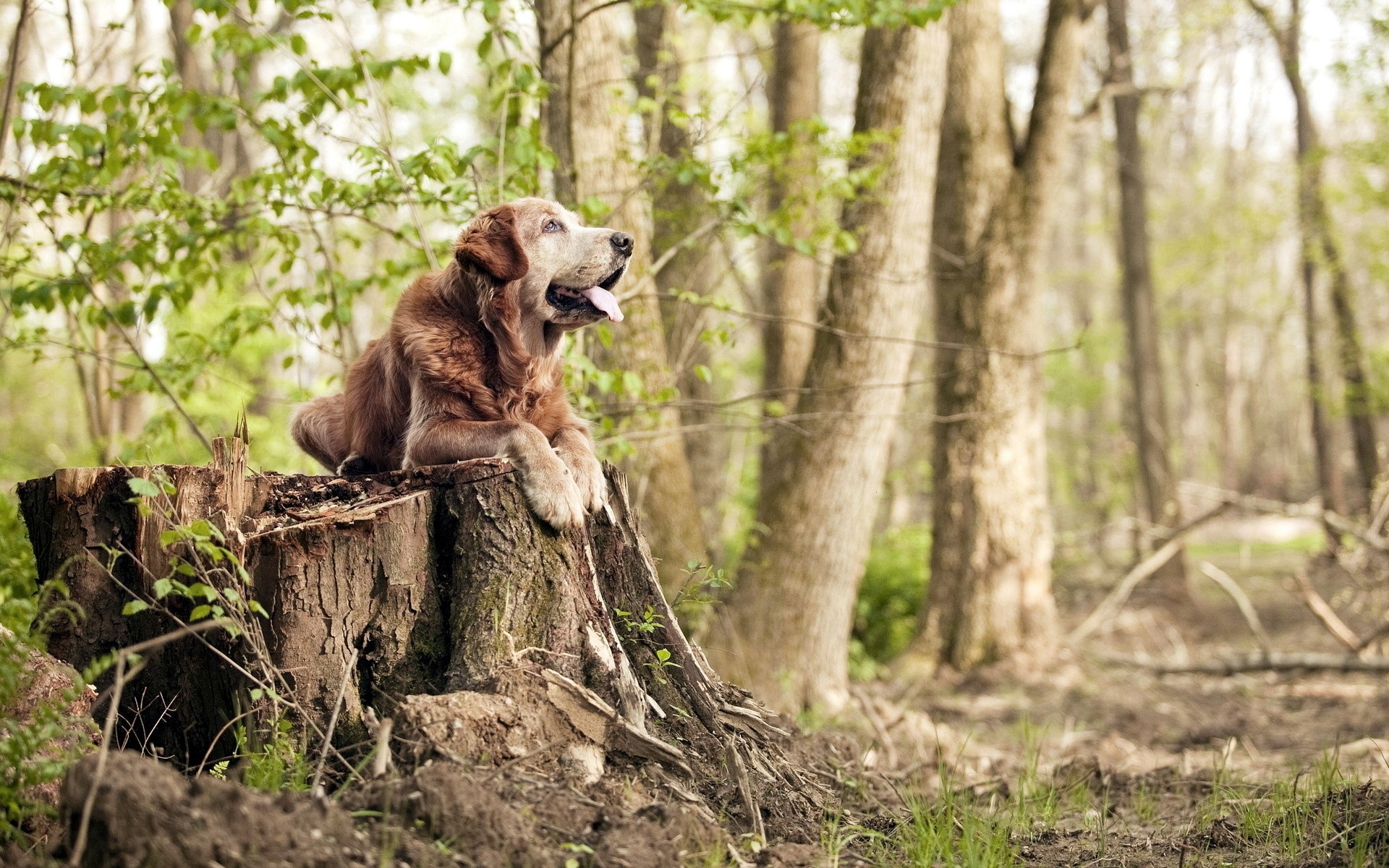 Golden Retriever dog resting on a tree stump in a forest HD Wallpaper