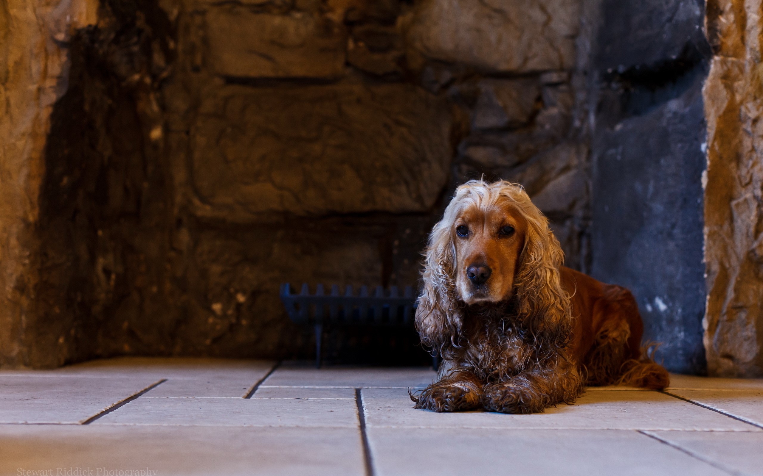 English Cocker Spaniel dog lying on stone floor in front of fireplace HD Wallpaper