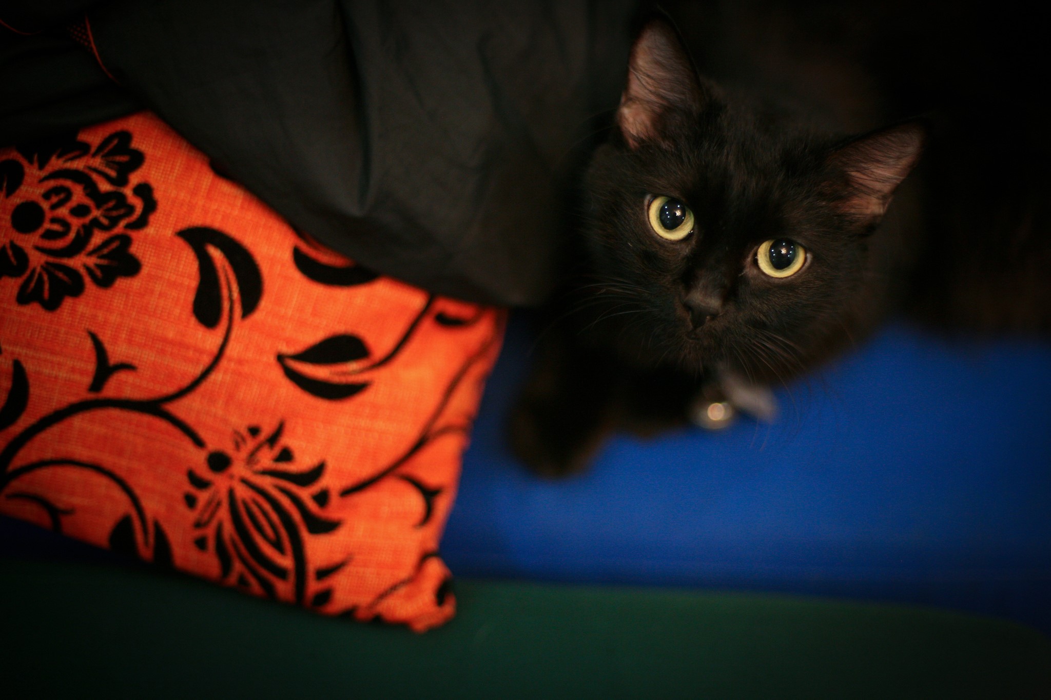 Black cat with yellow eyes looking up HD Wallpaper