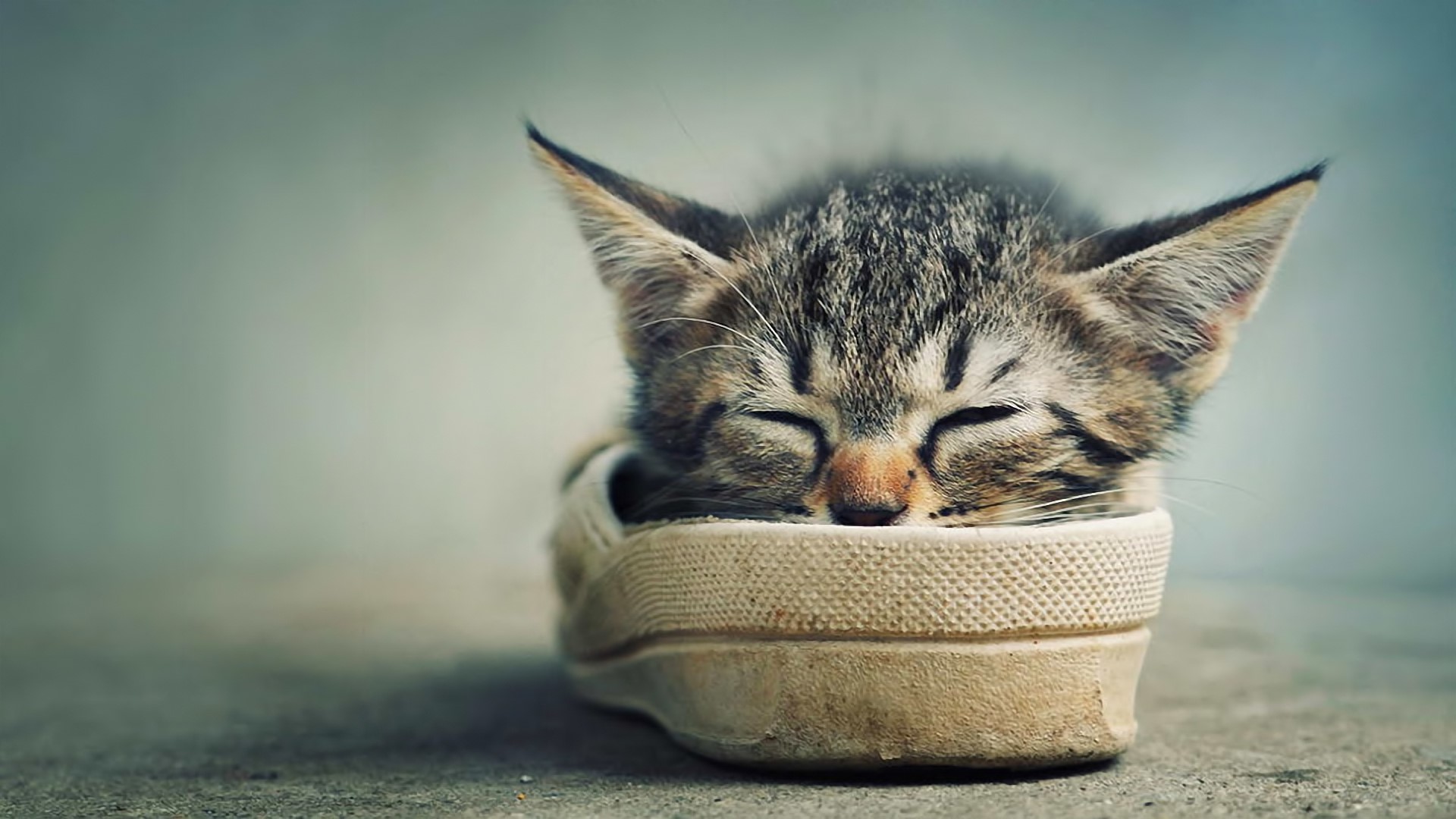 Kitten sleeping in a shoe HD Wallpaper