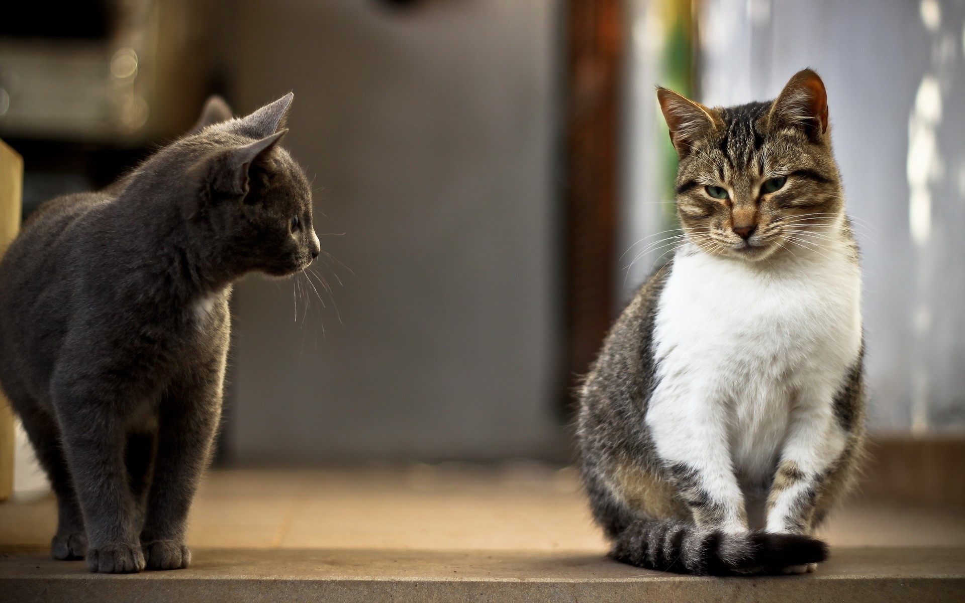 Two cats on a step HD Wallpaper