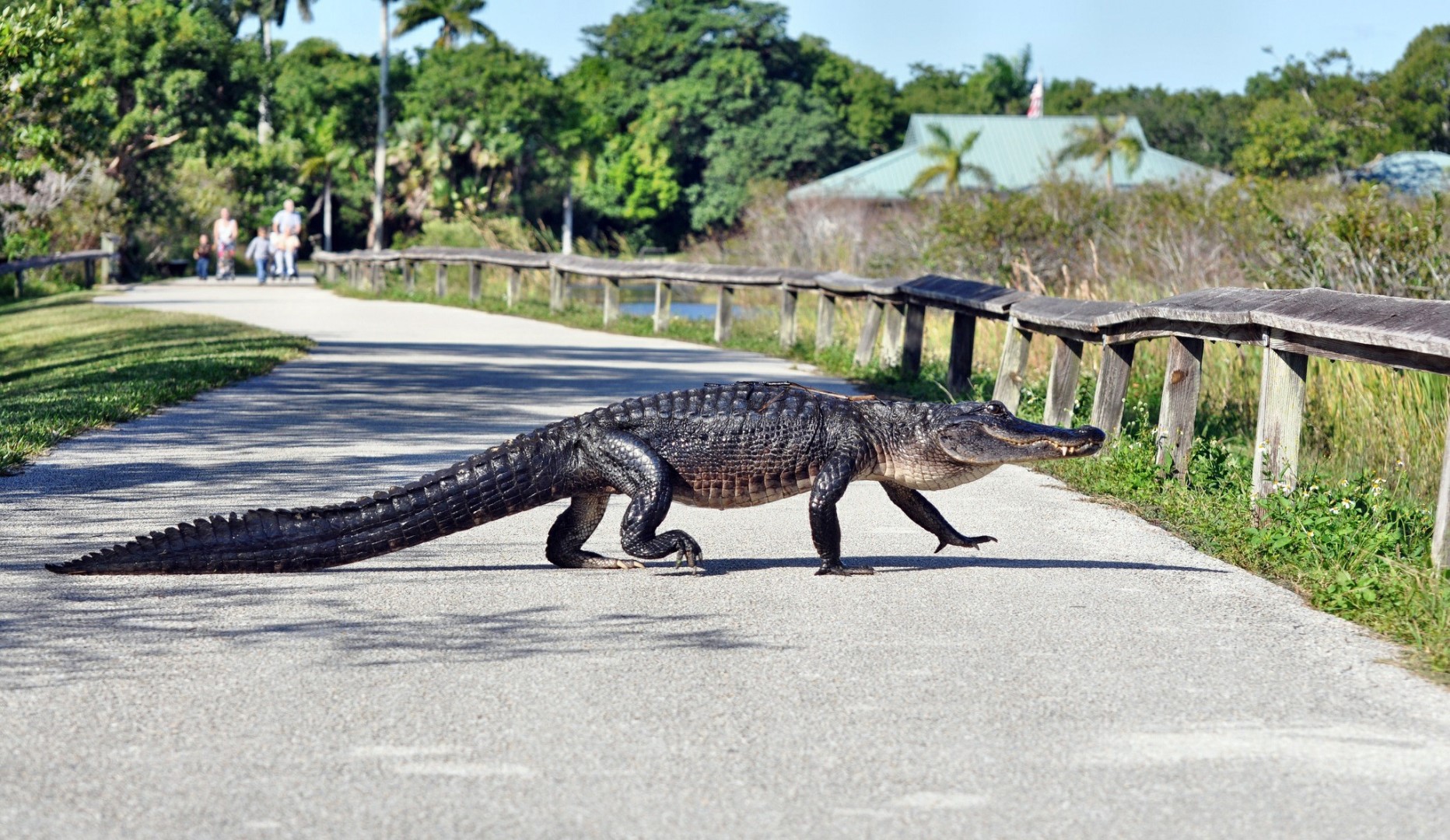 Alligator crossing a paved path in a park HD Wallpaper