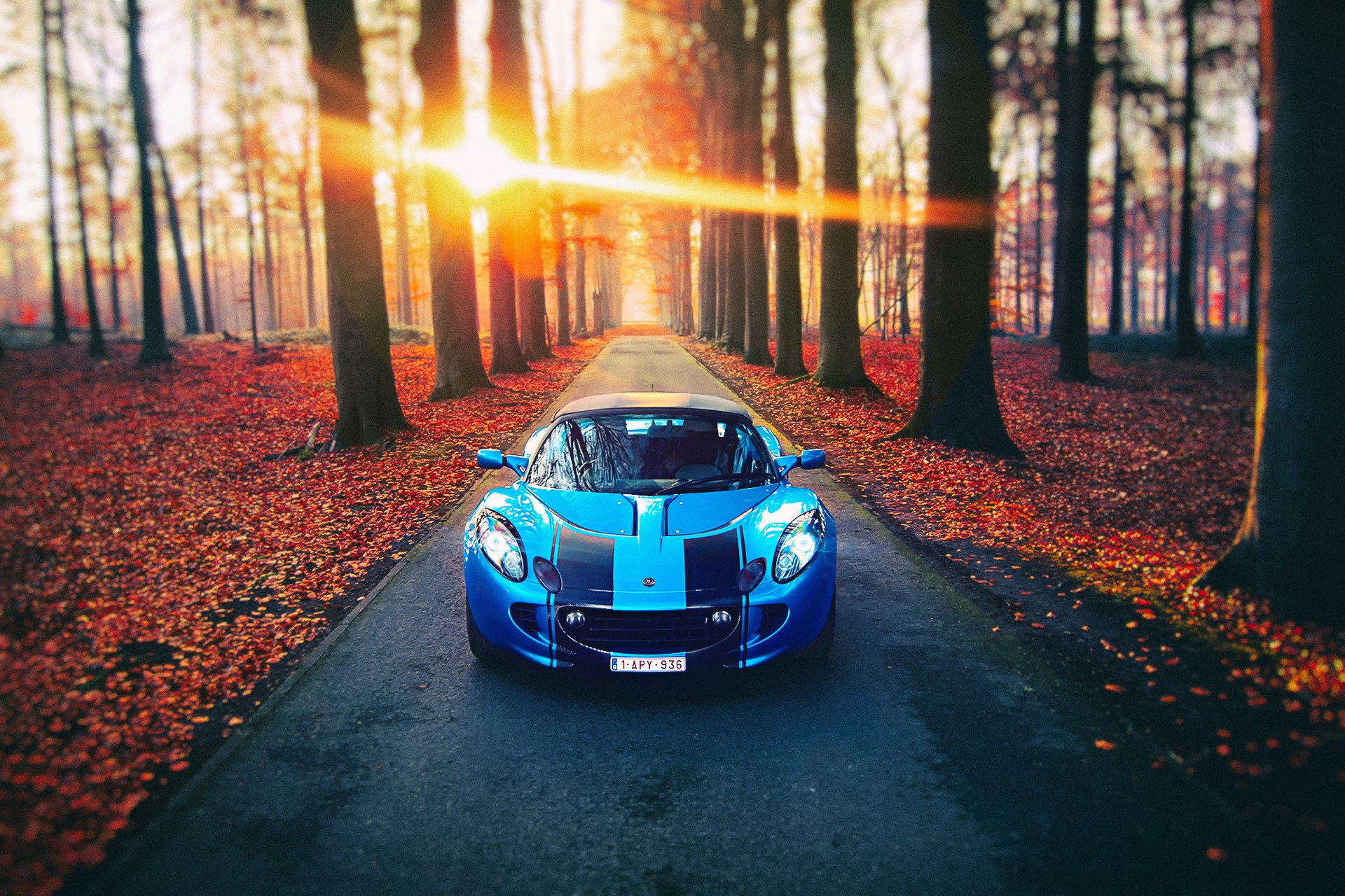 Blue Lotus car on a road lined with trees in autumn HD Wallpaper