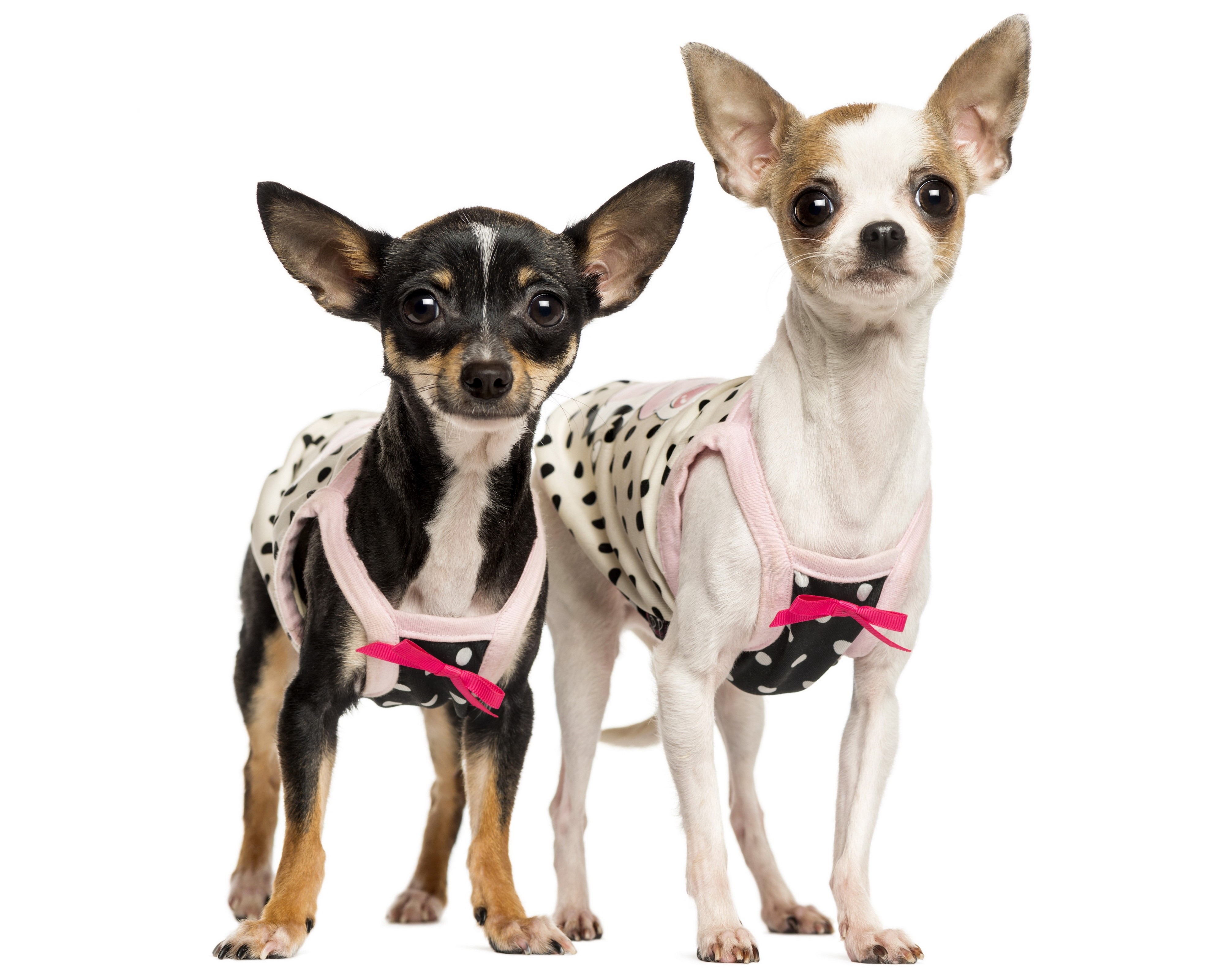 Two Chihuahuas wearing polka dot outfits HD Wallpaper