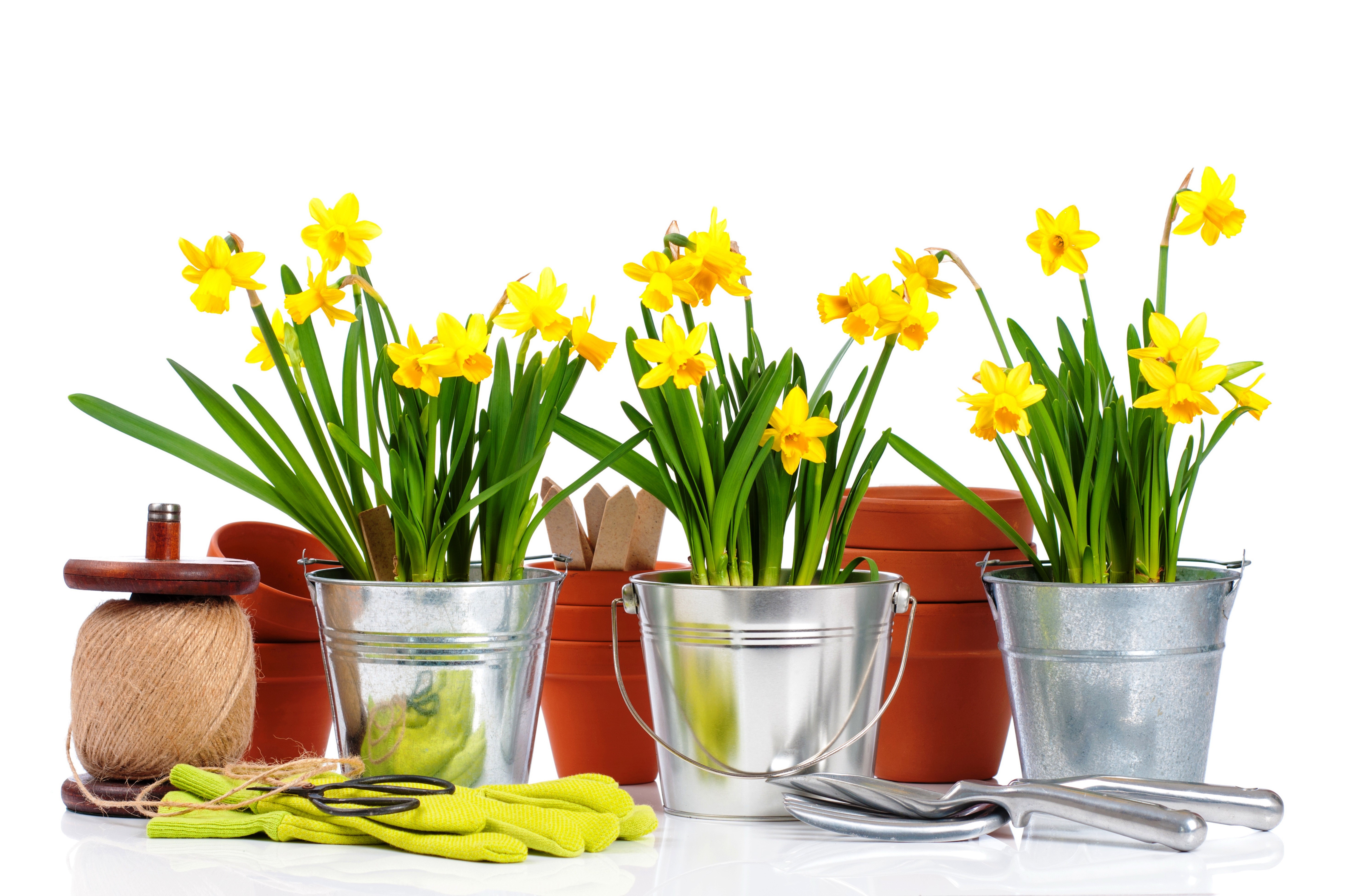 Daffodils in Buckets with Gardening Tools HD Wallpaper