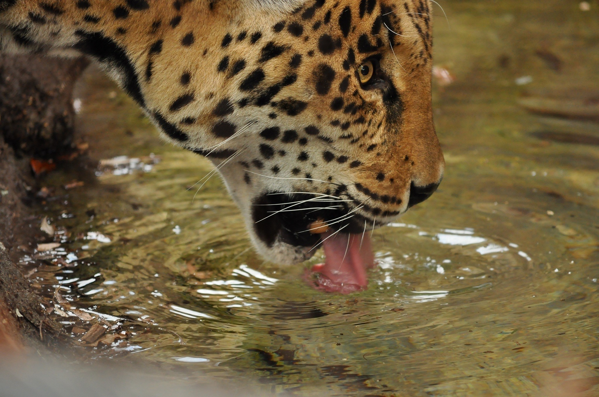 Jaguar drinking water from a shallow pool HD Wallpaper