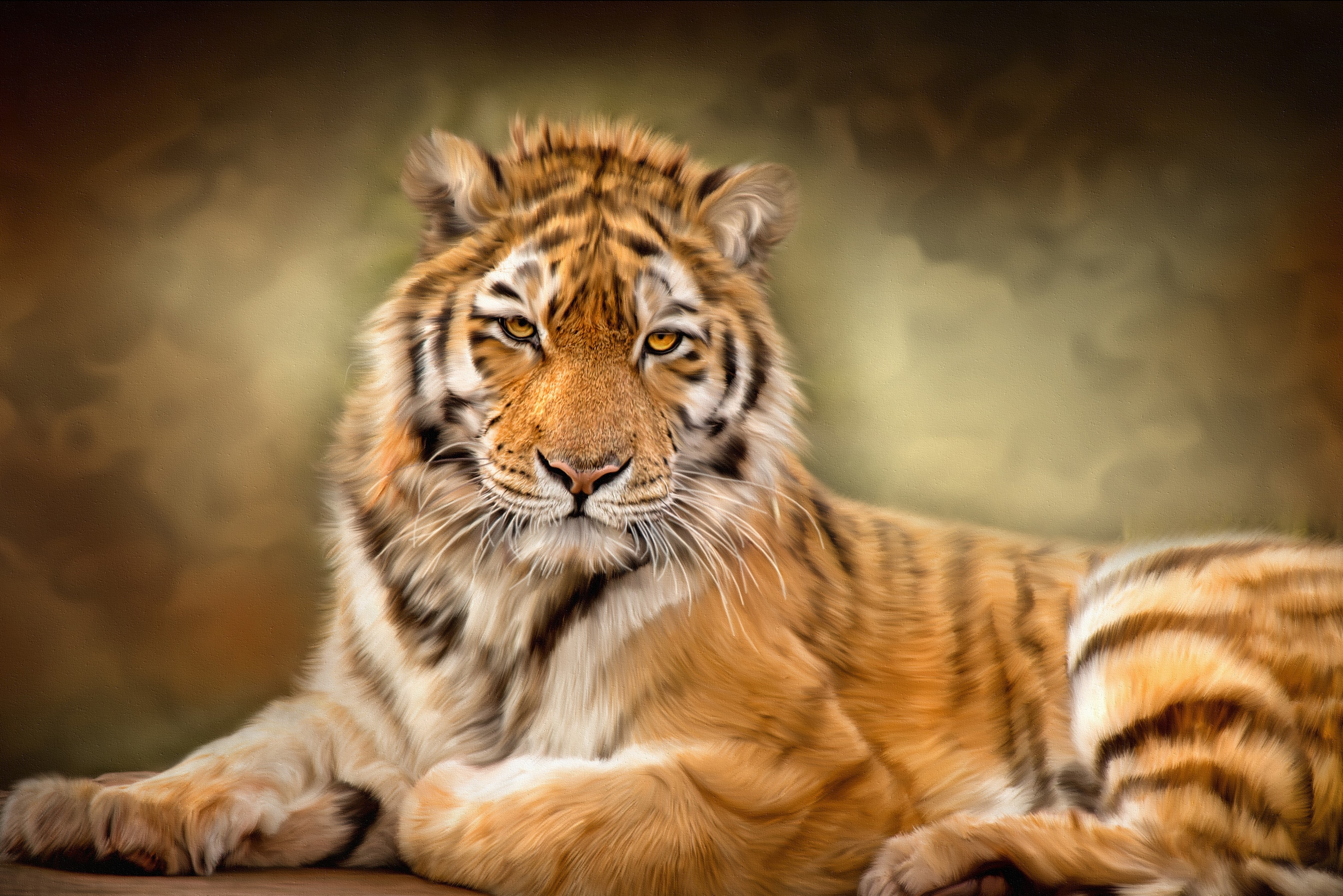 Tiger looking forward HD Wallpaper