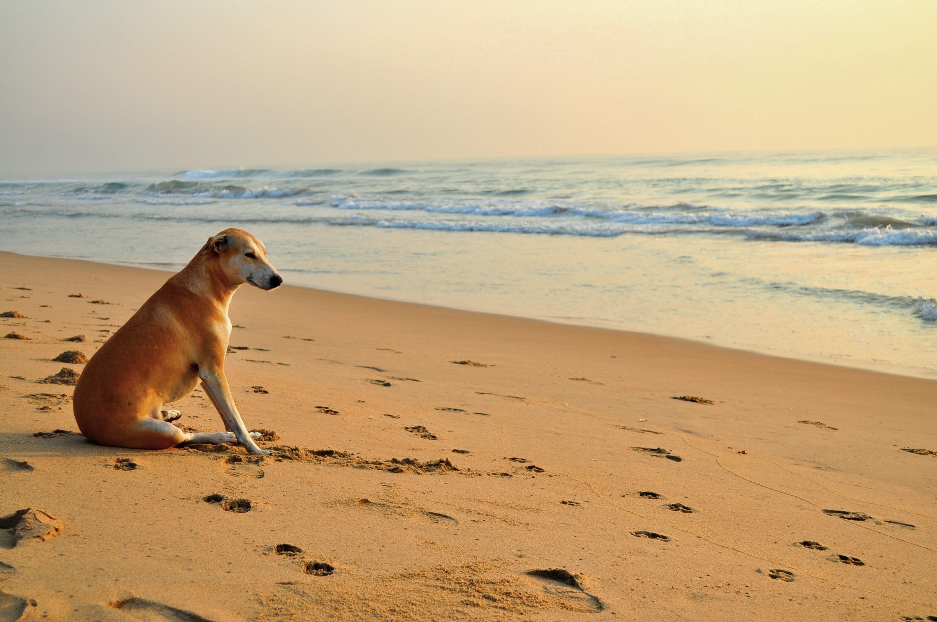 Dog sitting on a sandy beach by the sea HD Wallpaper