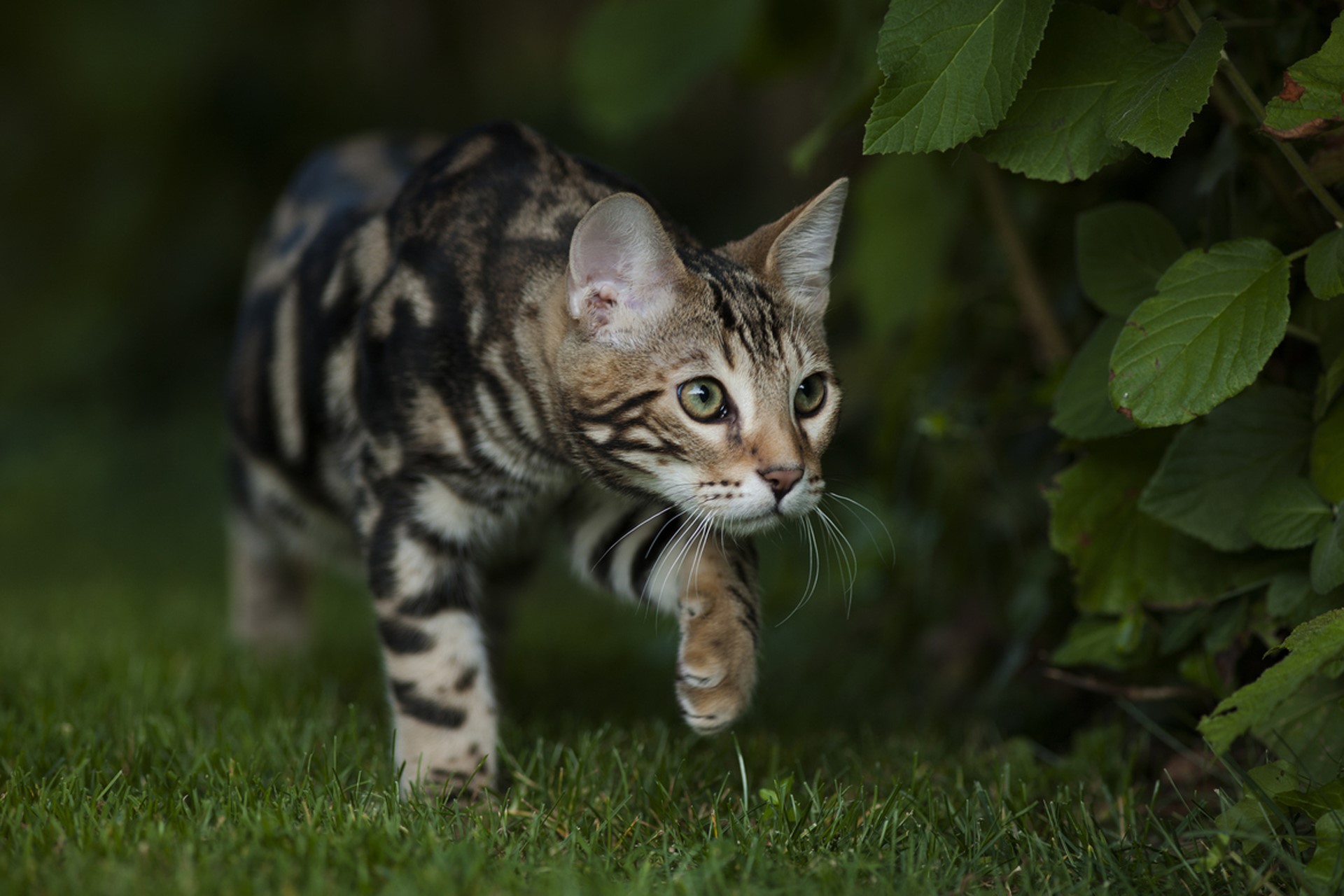 Bengal cat walking on grass near bushes HD Wallpaper