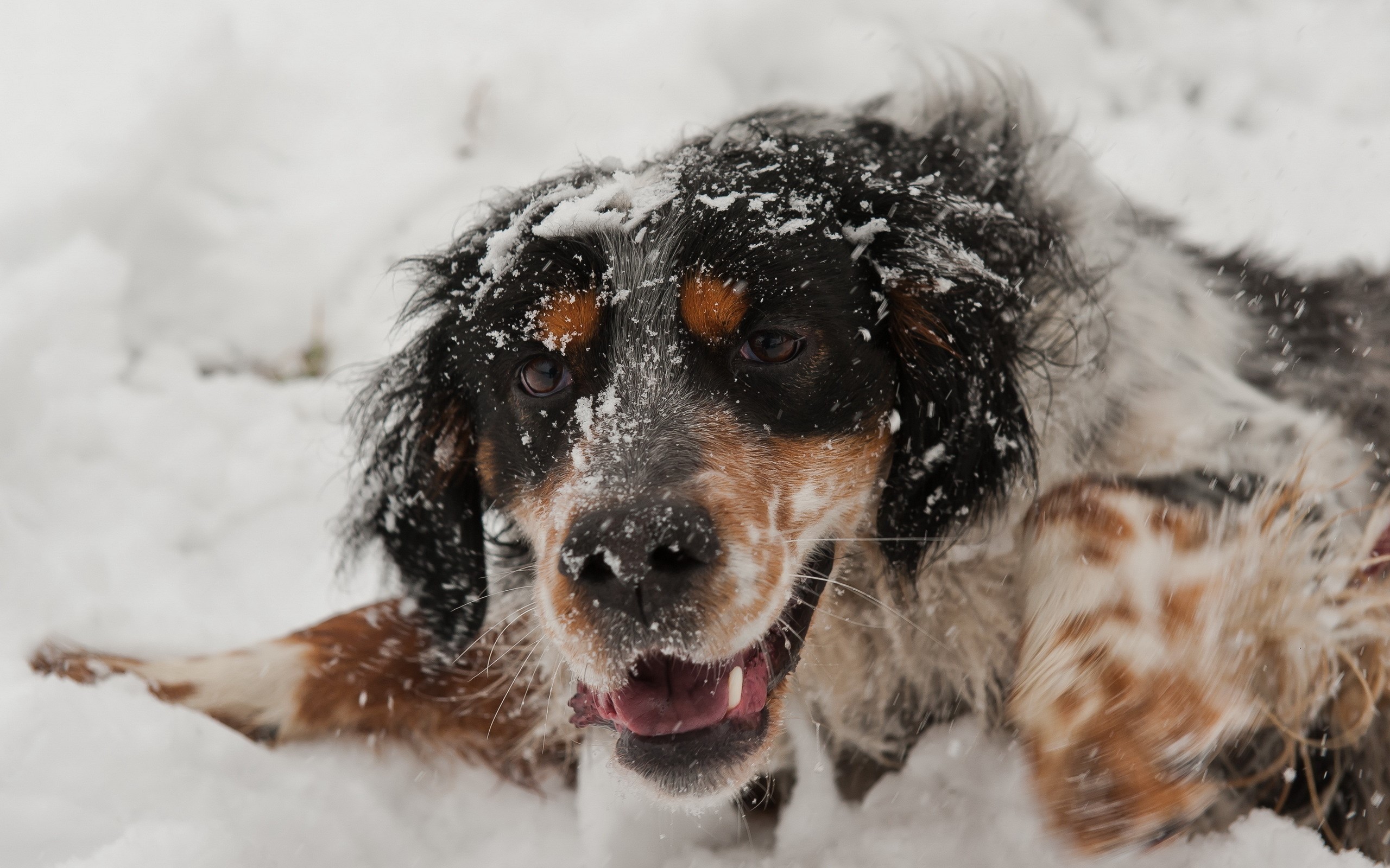 English Setter dog playing in the snow HD Wallpaper