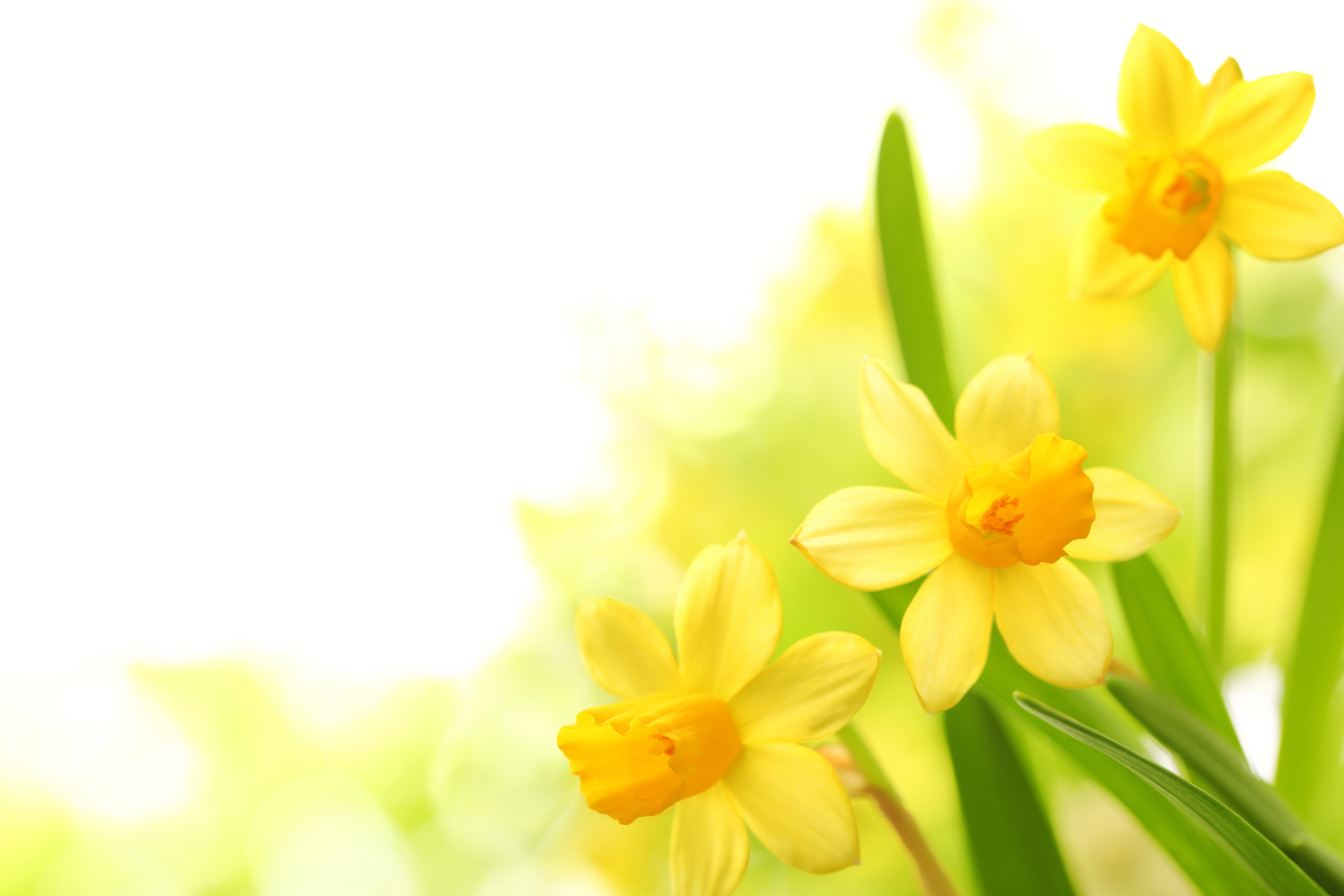 Yellow Daffodils Closeup 4K HD Wallpaper