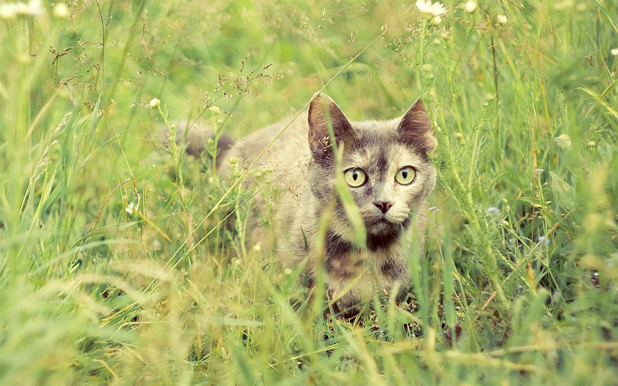 A cat peeking through tall green grass HD Wallpaper