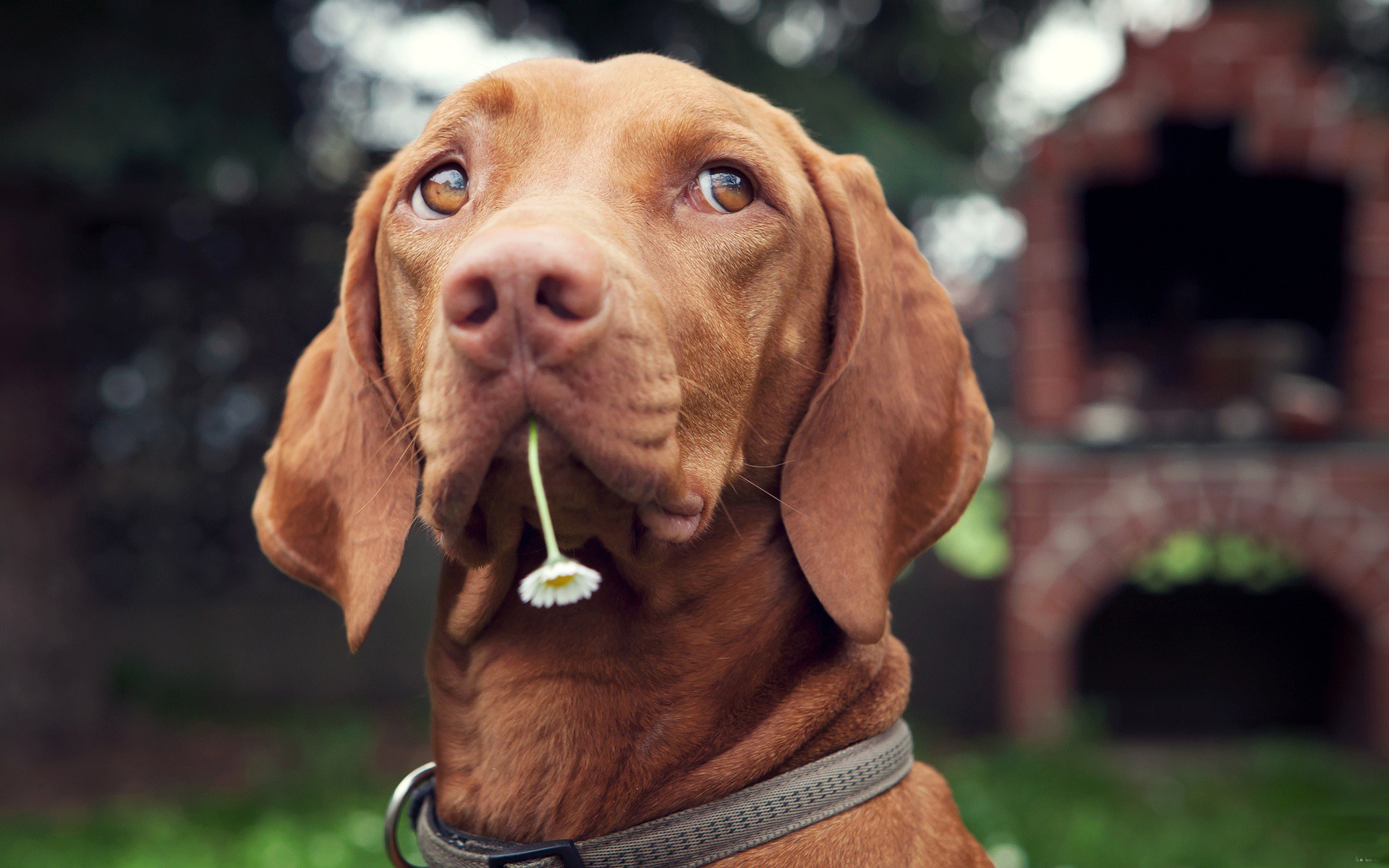Vizsla dog with a chamomile flower in its mouth HD Wallpaper