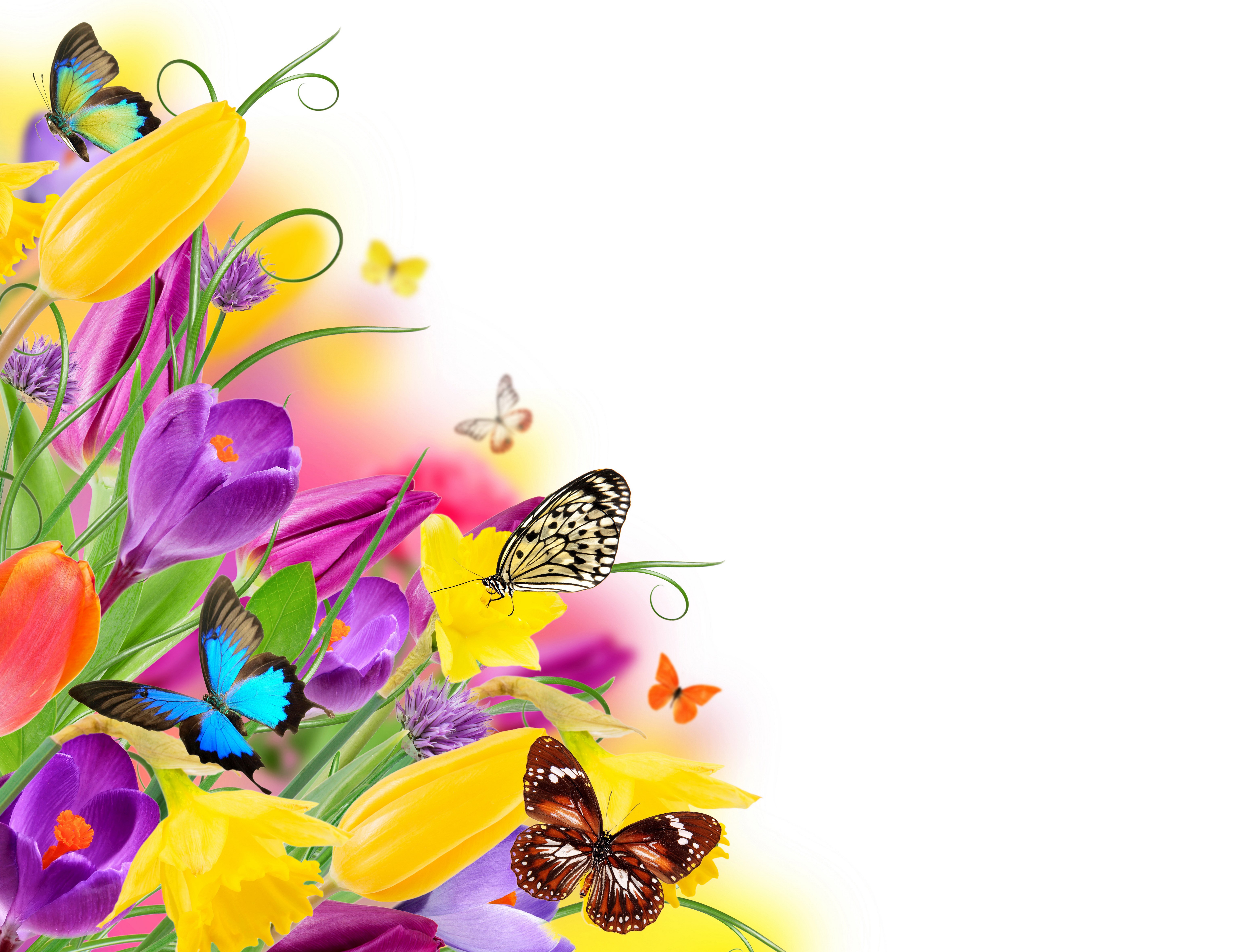 Tulips, Crocuses, and Butterflies HD Wallpaper