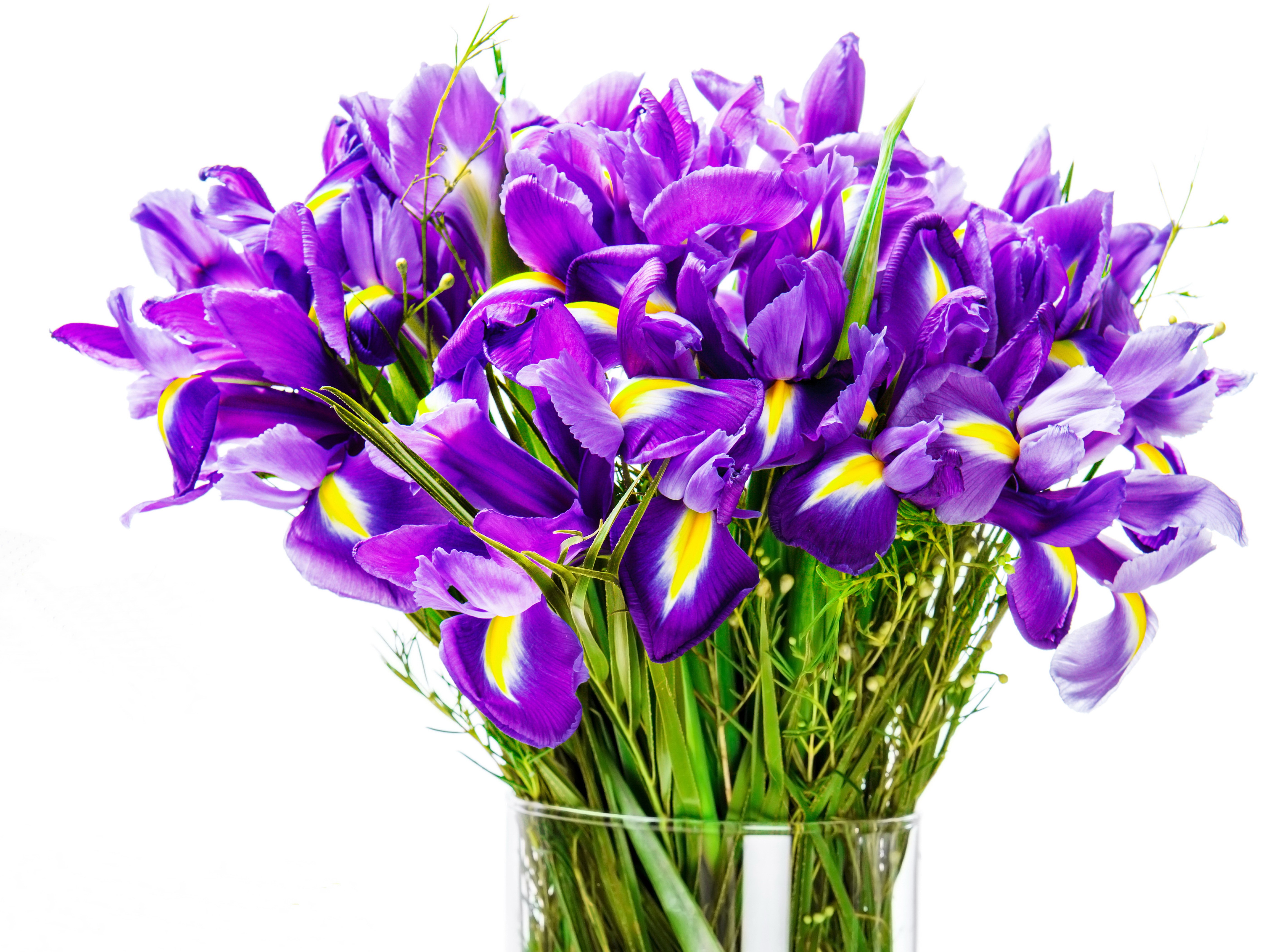 Bouquet of purple irises in a vase HD Wallpaper