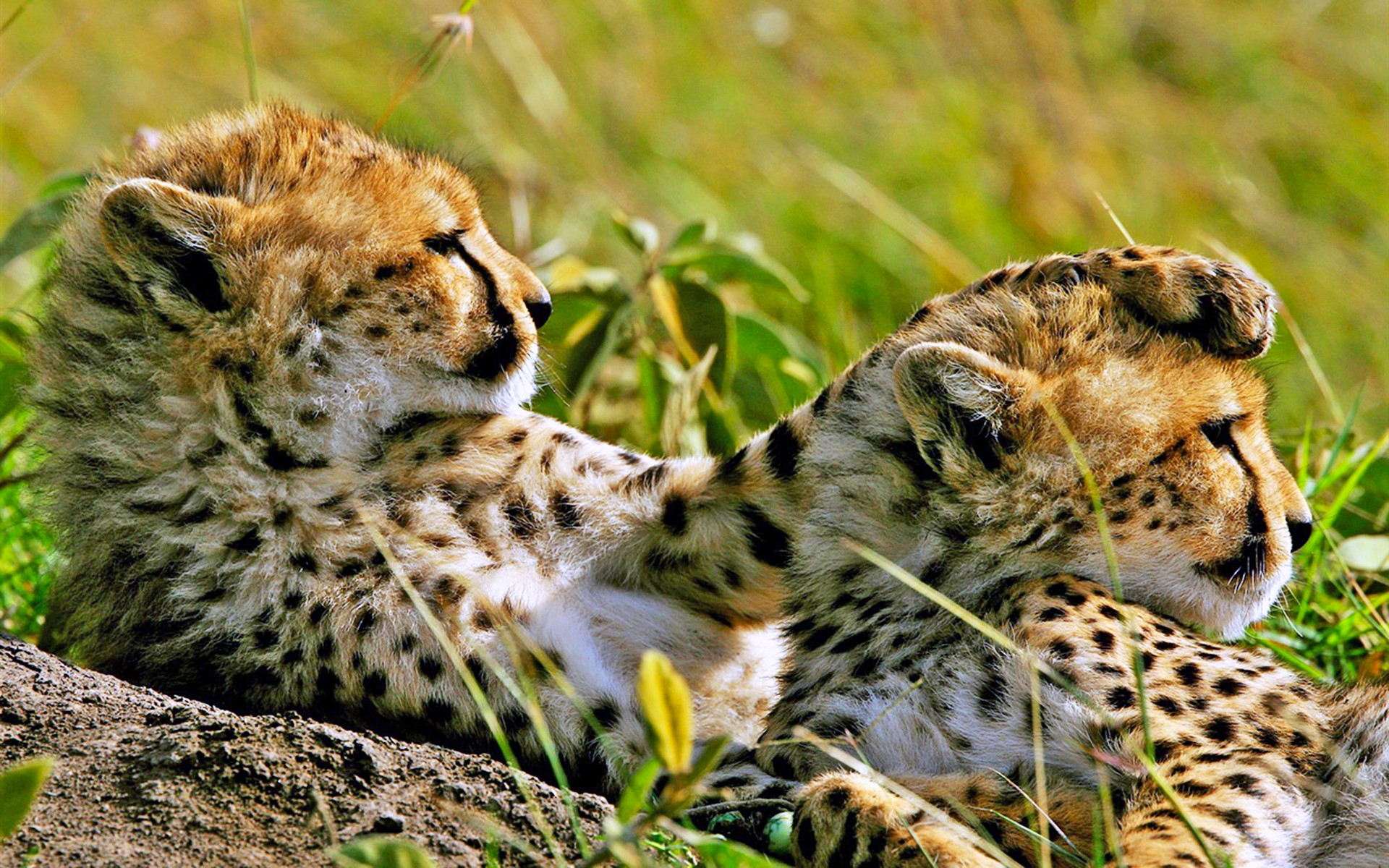 Two Cheetah Cubs Resting in Grass HD Wallpaper