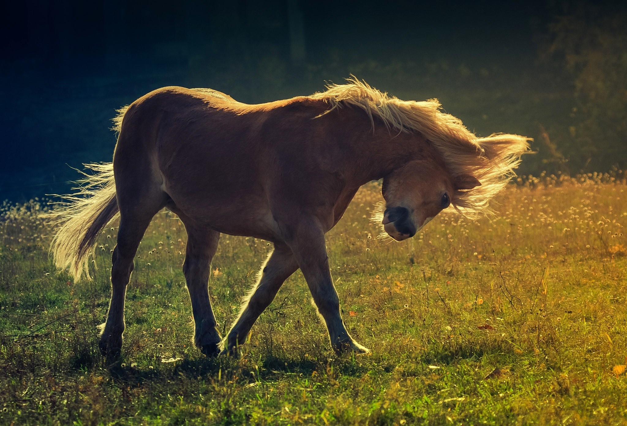 Horse shaking its mane in a field HD Wallpaper