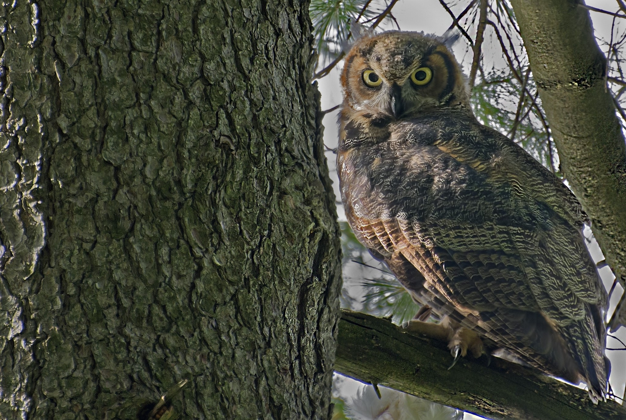 Great Horned Owl perched on a tree branch HD Wallpaper