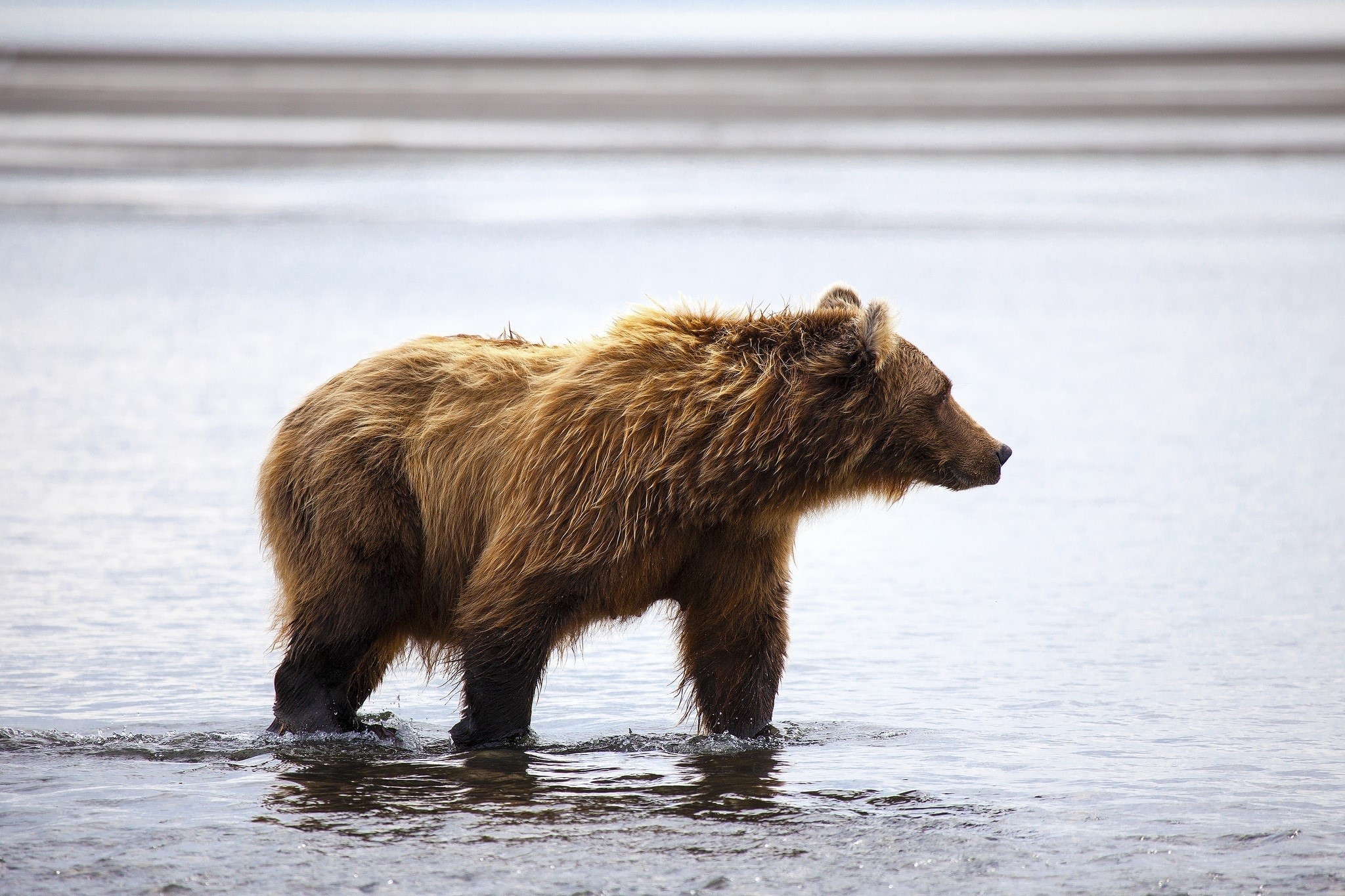 Brown bear walking in shallow water HD Wallpaper