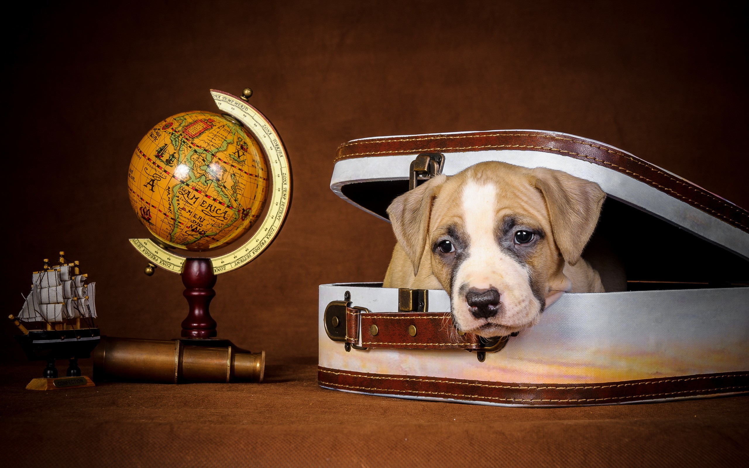 Puppy in a suitcase with globe and ship HD Wallpaper