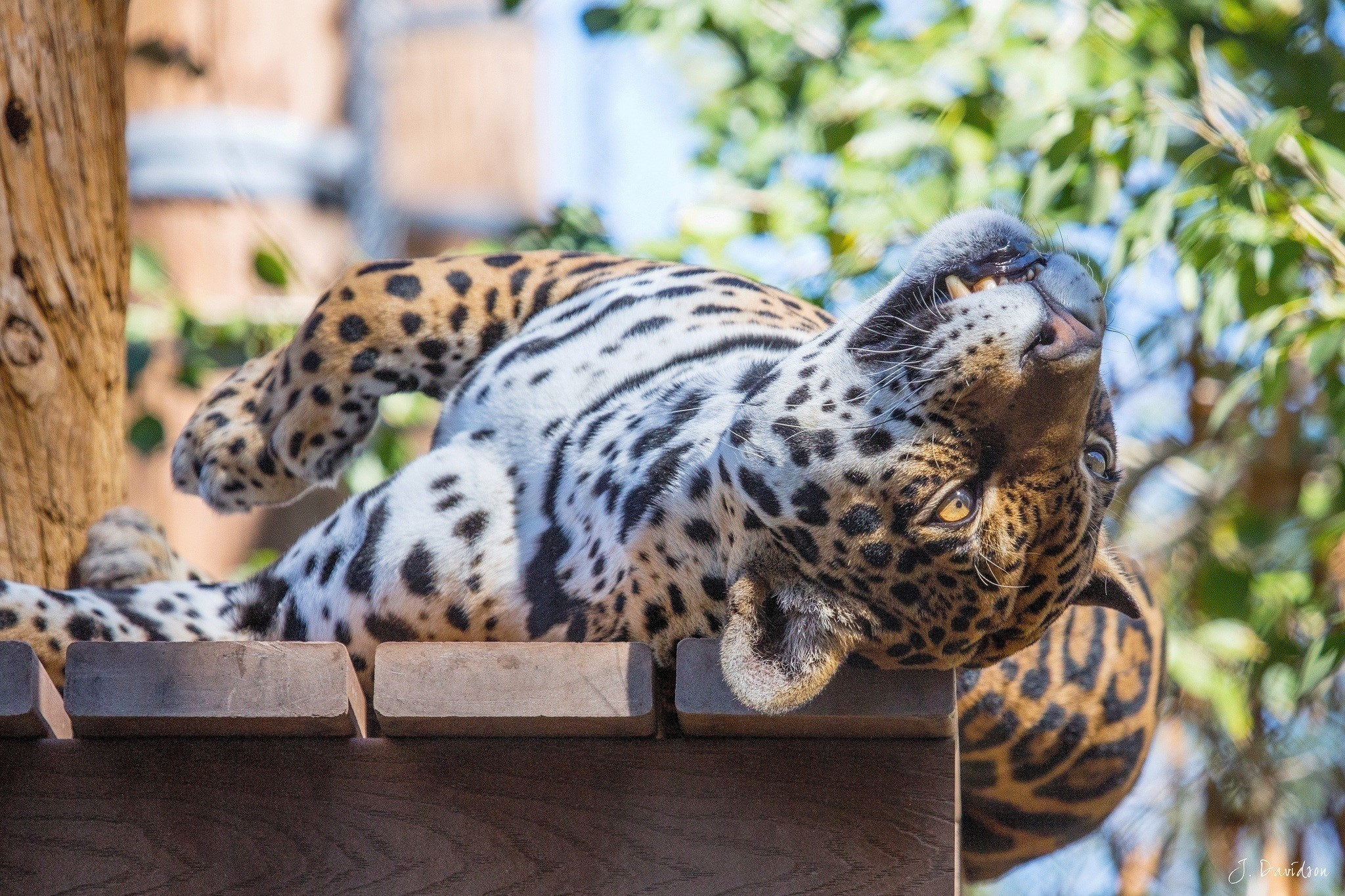 Jaguar lying on wooden platform outdoors HD Wallpaper