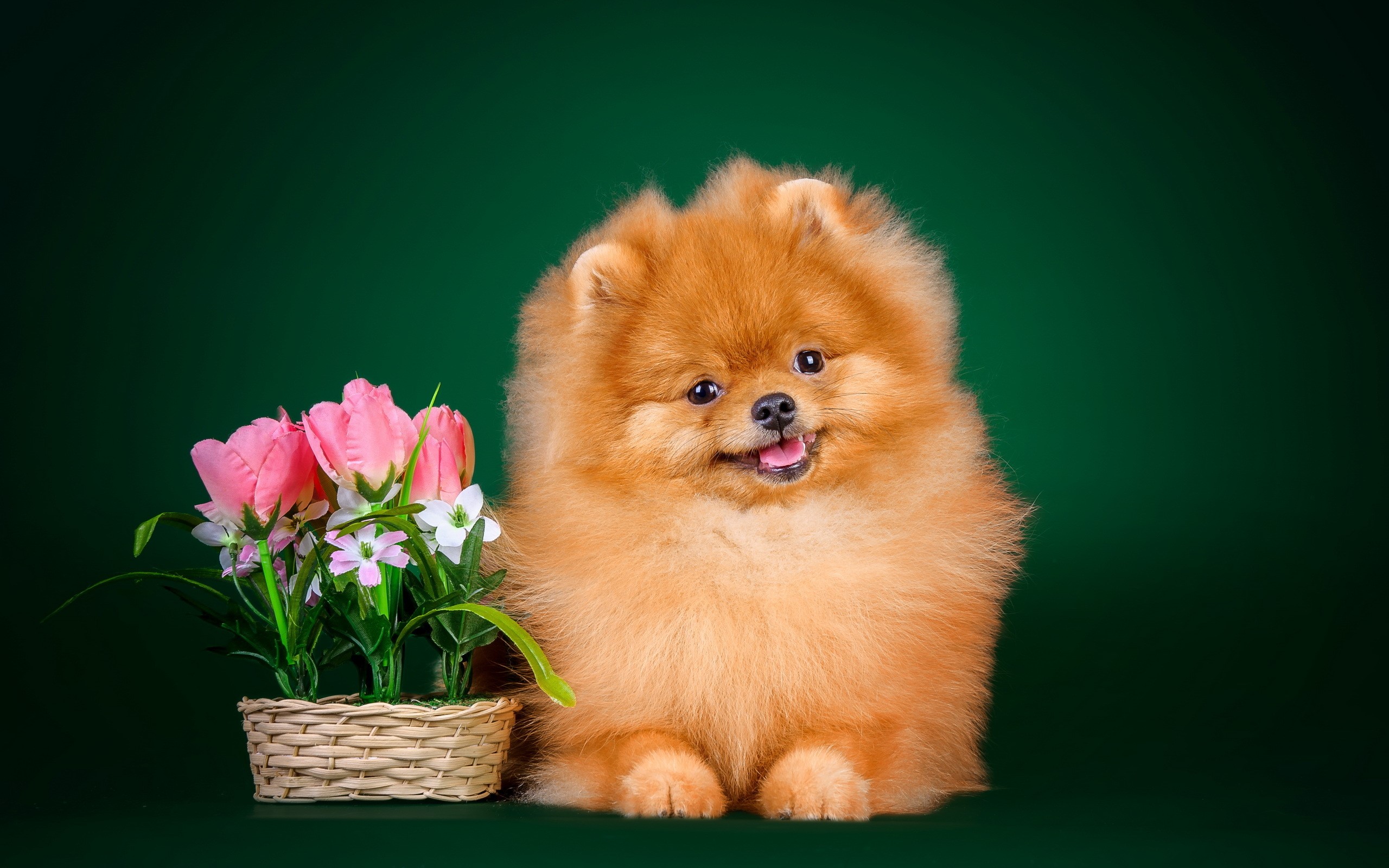 Pomeranian dog with pink tulips in a wicker basket HD Wallpaper