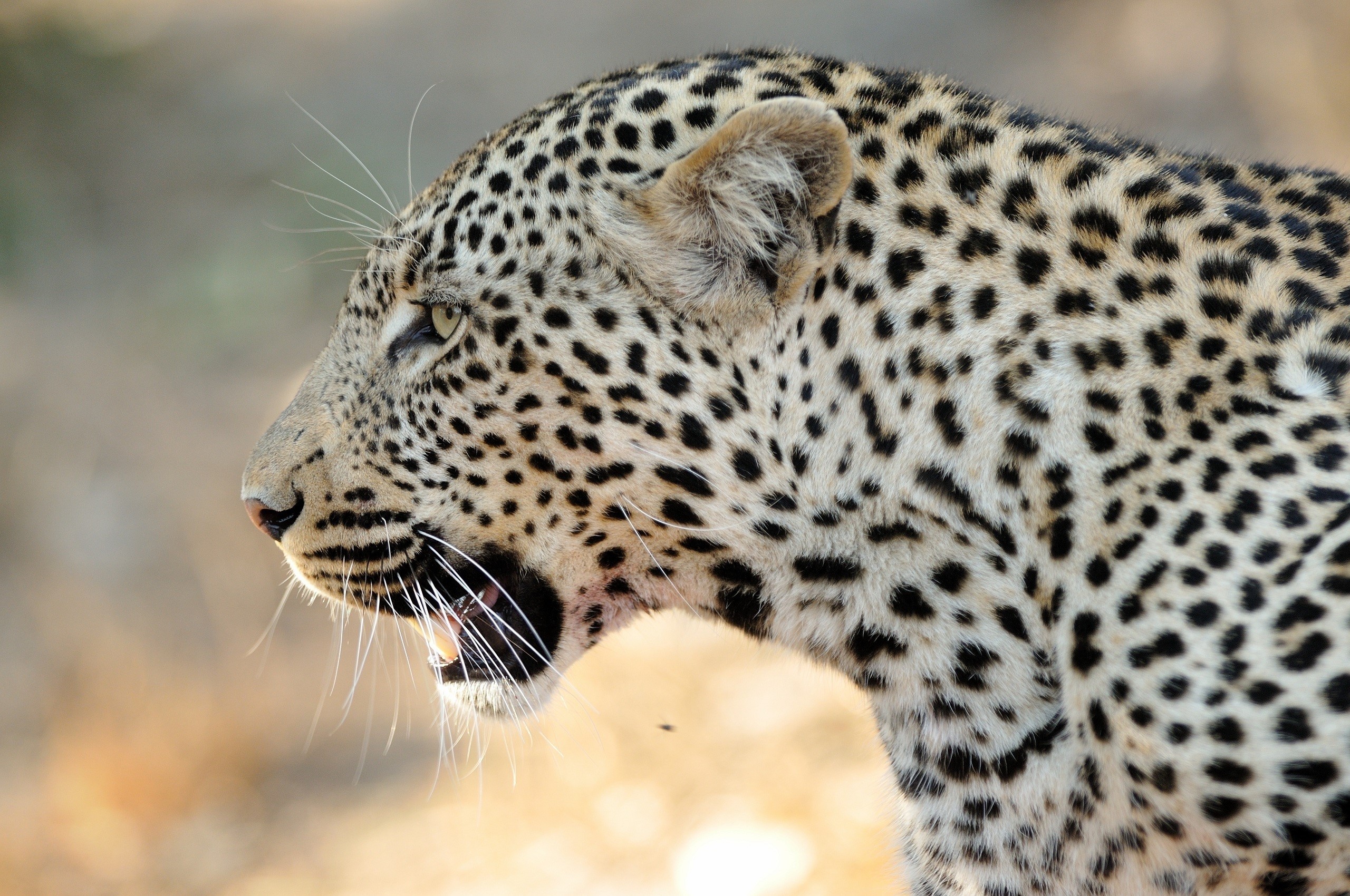 Leopard with open mouth and whiskers HD Wallpaper